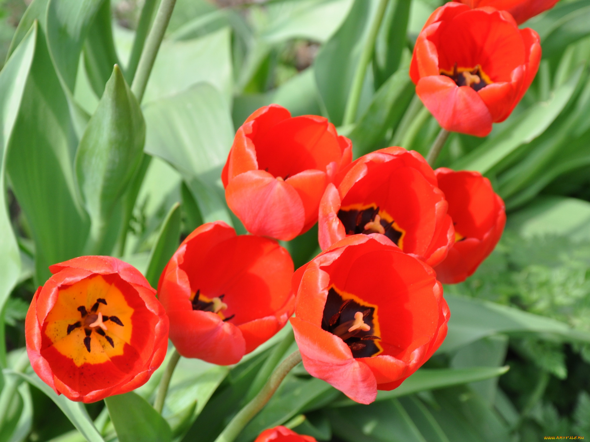 цветы, тюльпаны