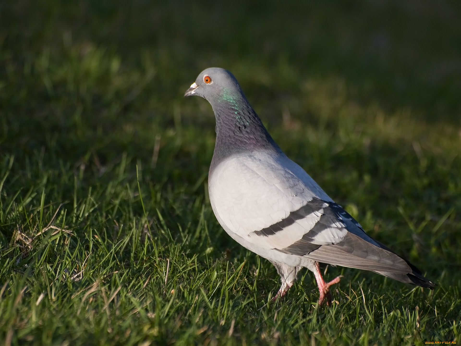 животные, голуби