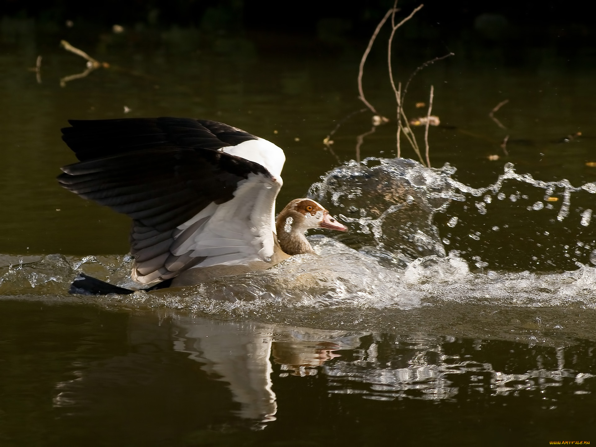 животные, гуси