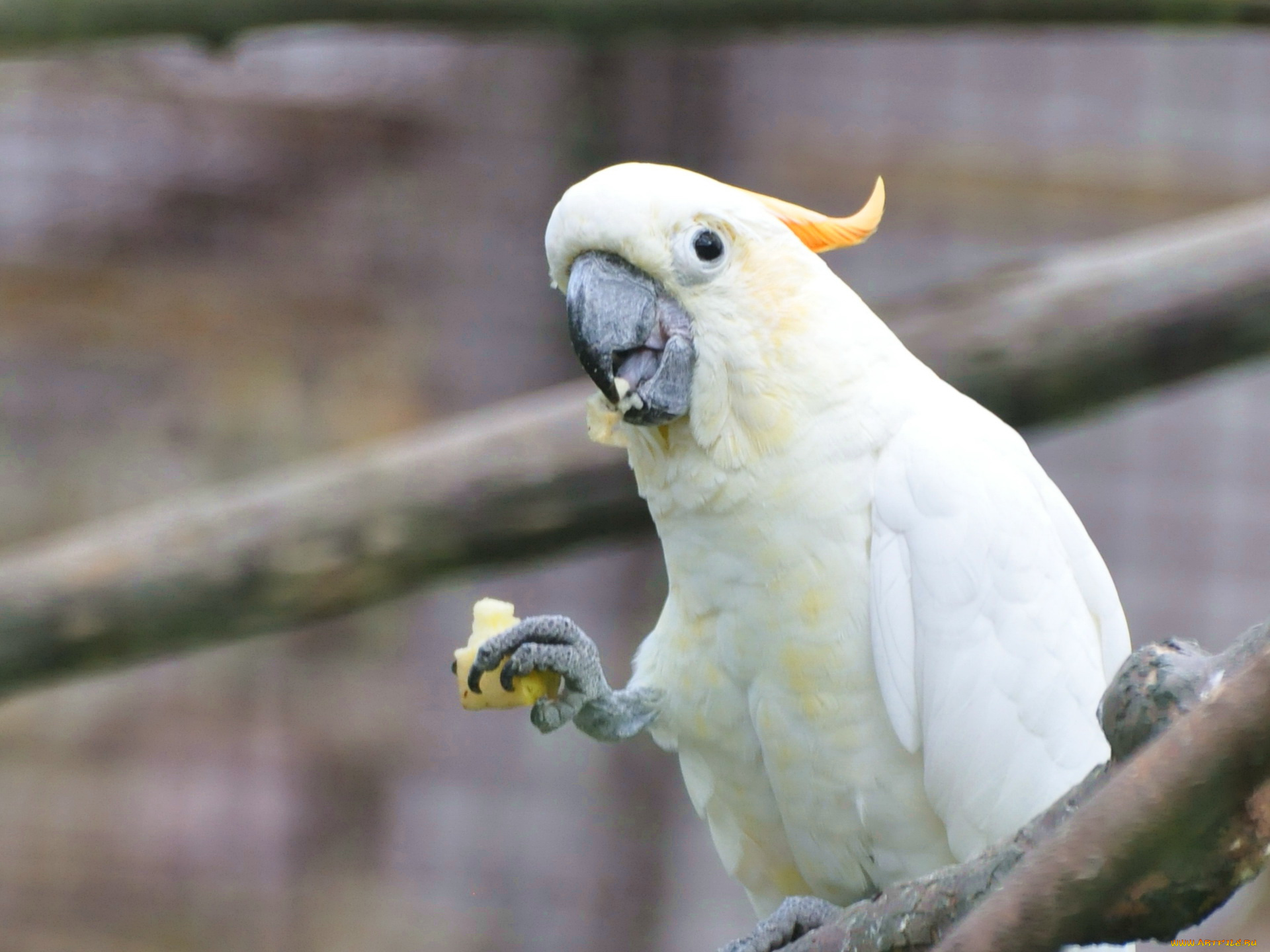 животные, попугаи