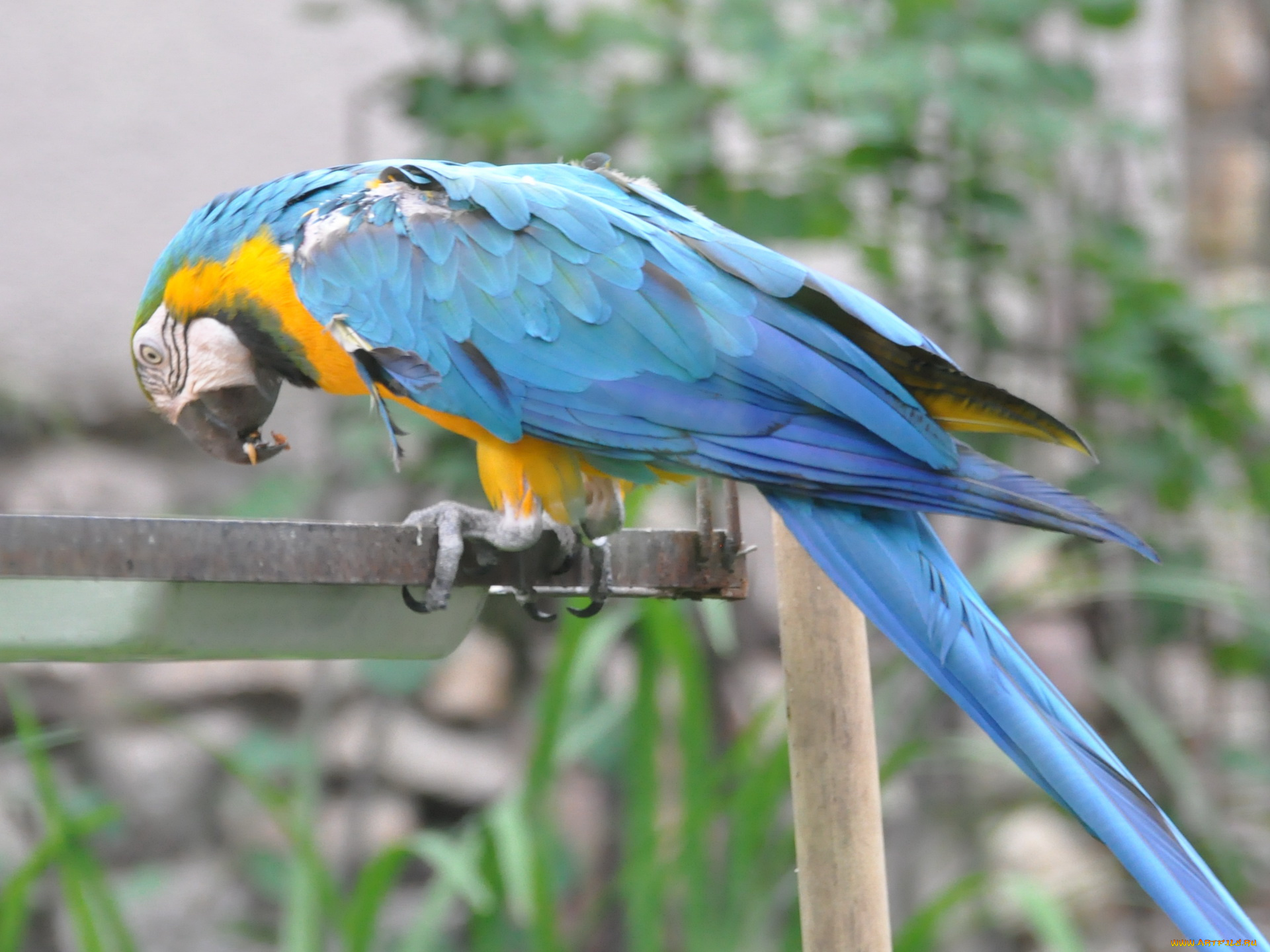 животные, попугаи