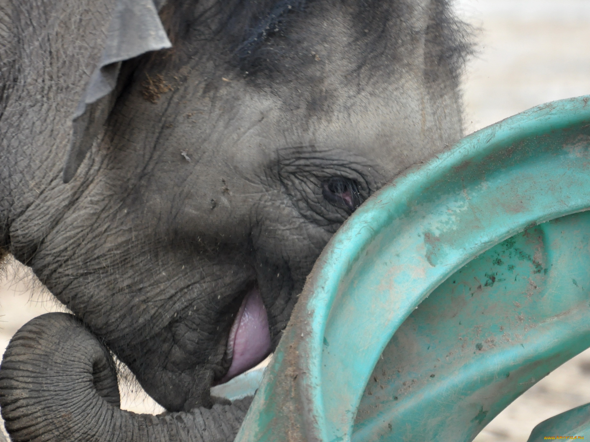 животные, слоны