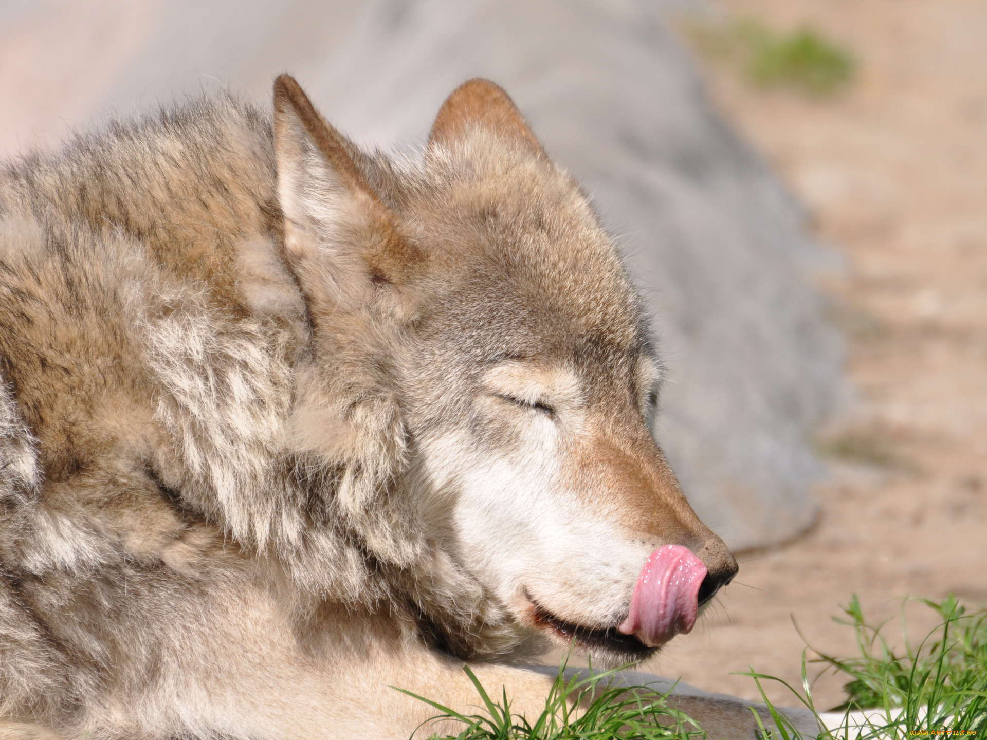животные, волки