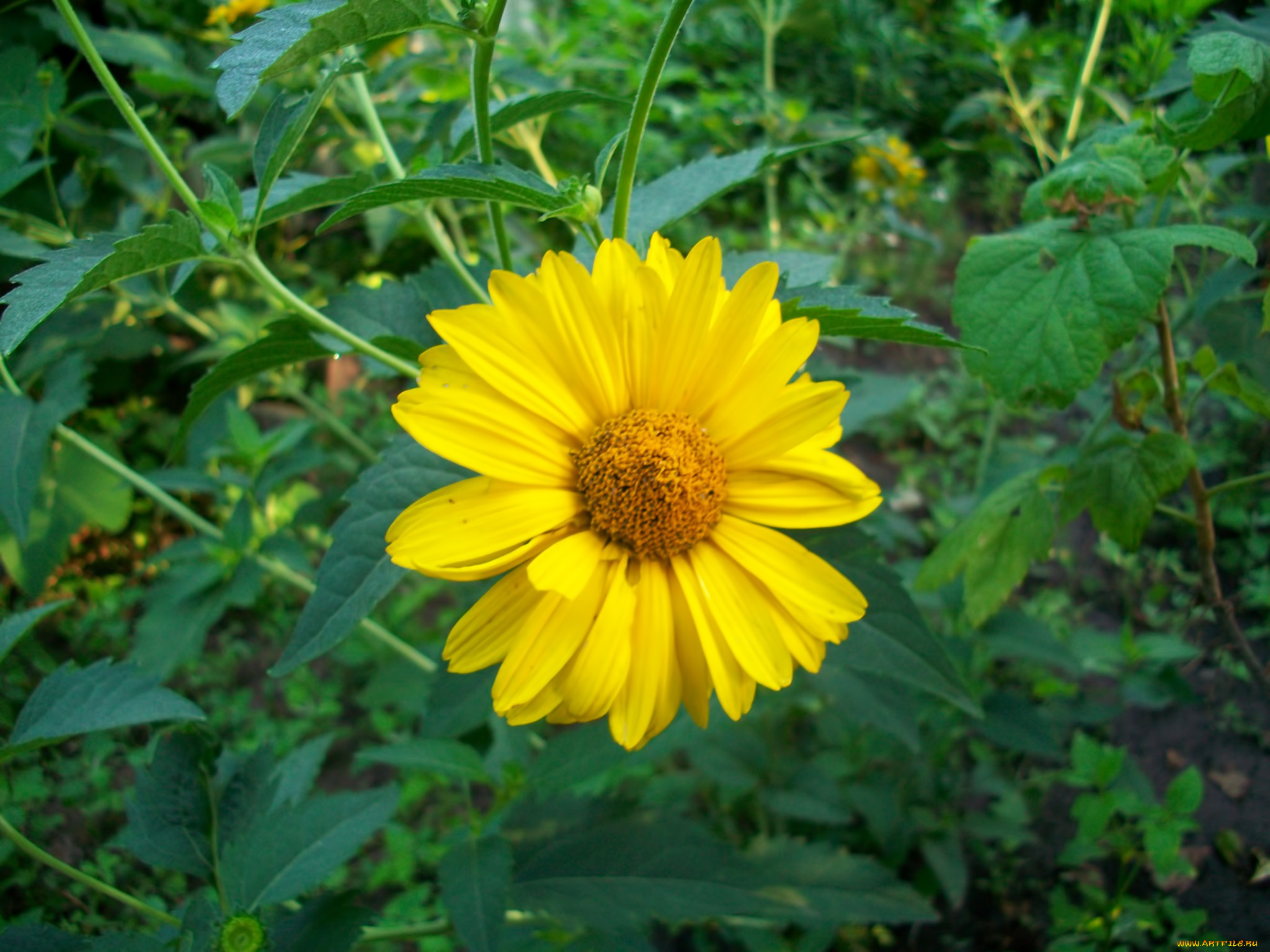 цветы, подсолнухи