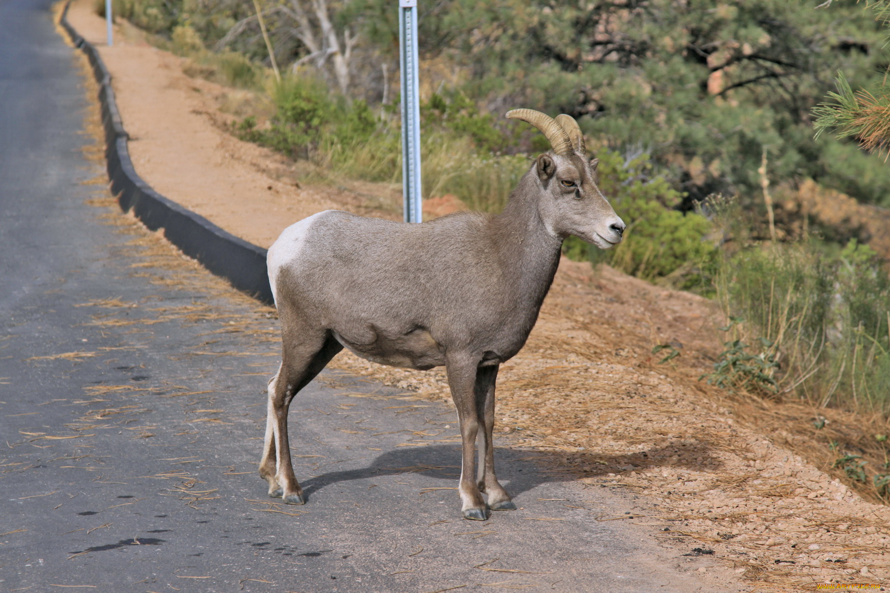 животные, козы, коза