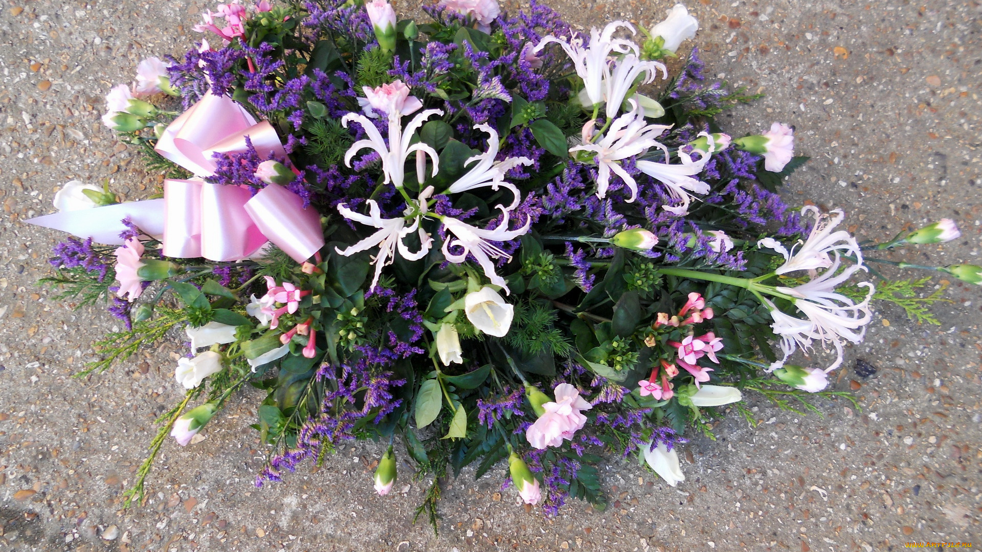 цветы, букеты, композиции, гвоздики, букет, бант