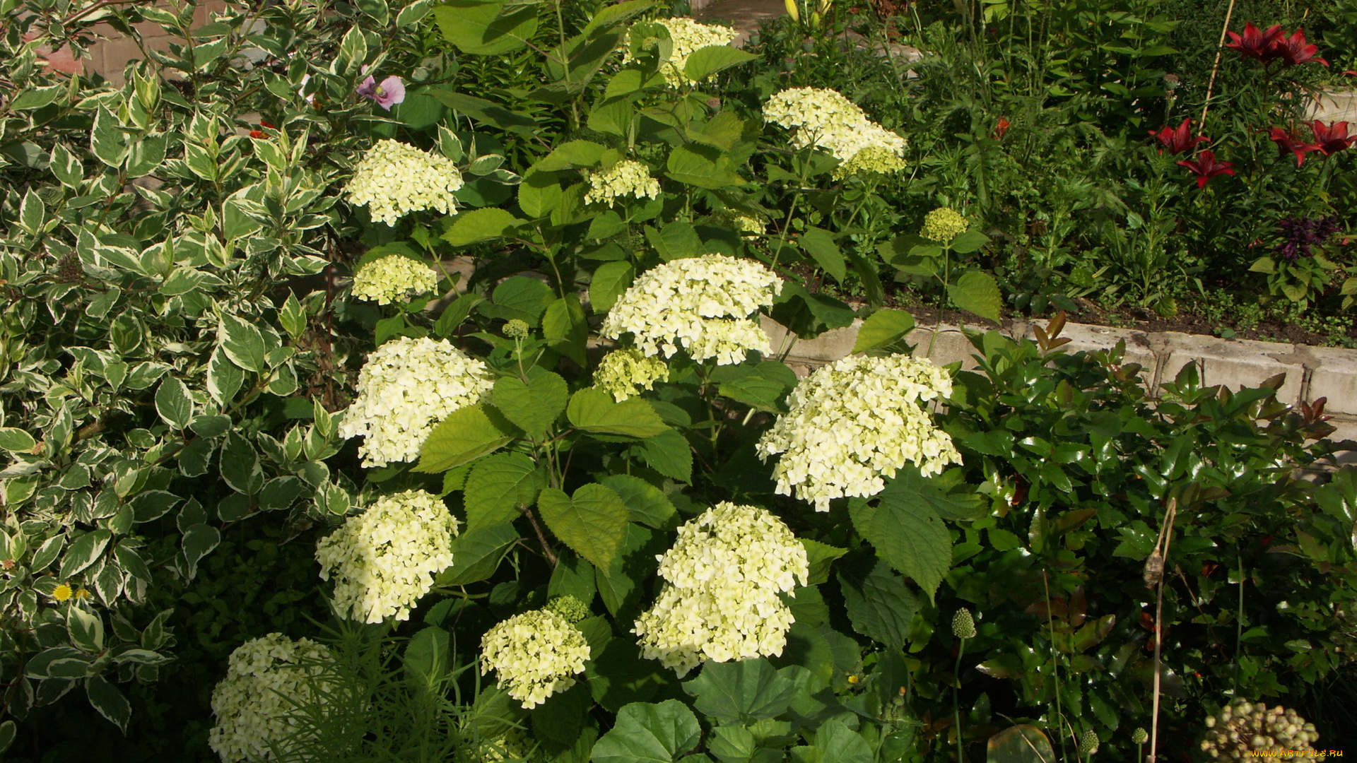 цветы, гортензия