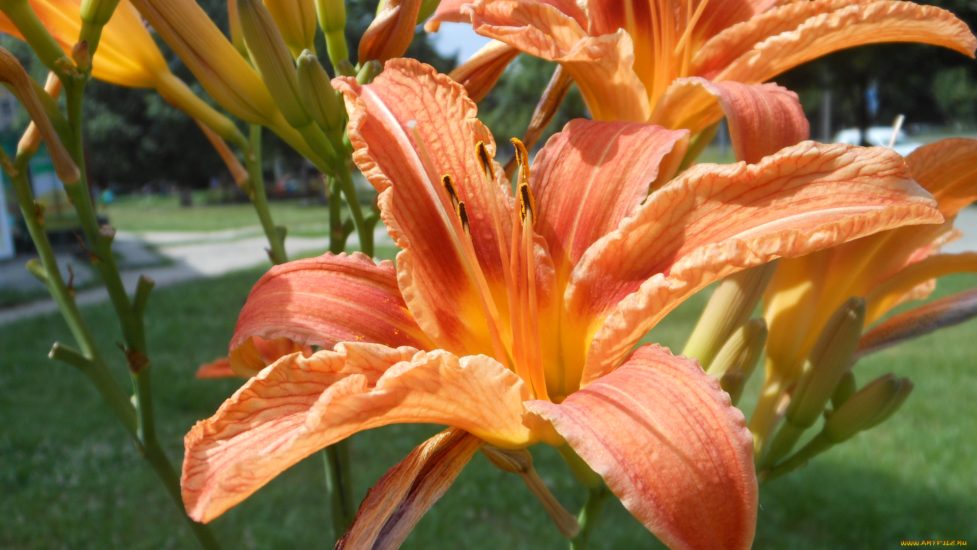 цветы, лилии, лилейники