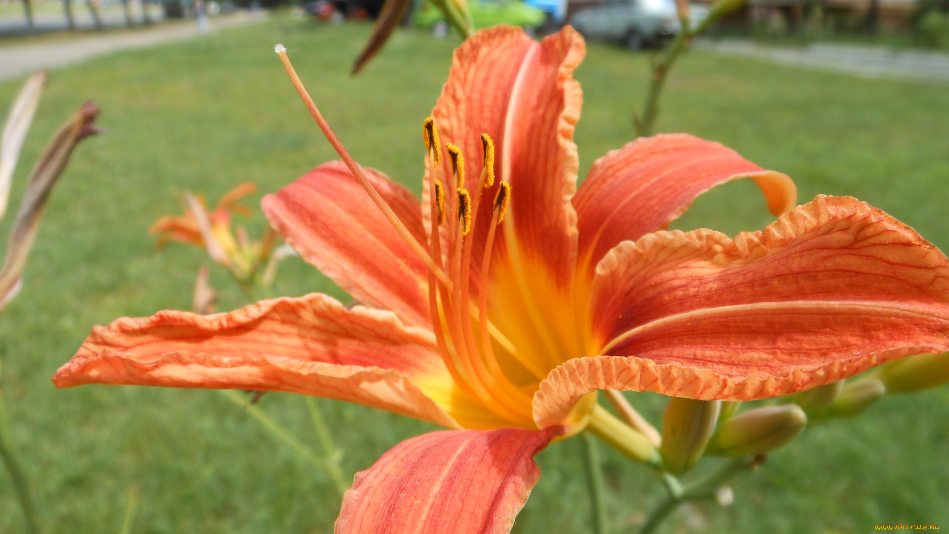 цветы, лилии, лилейники