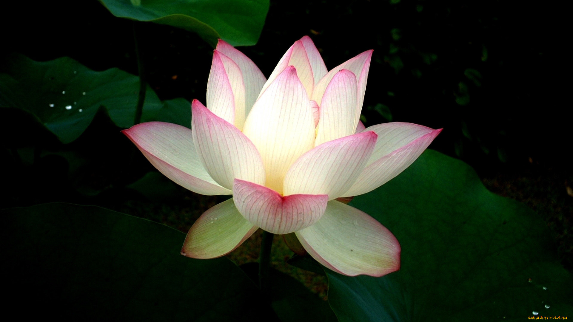 цветы, лотосы, лотос