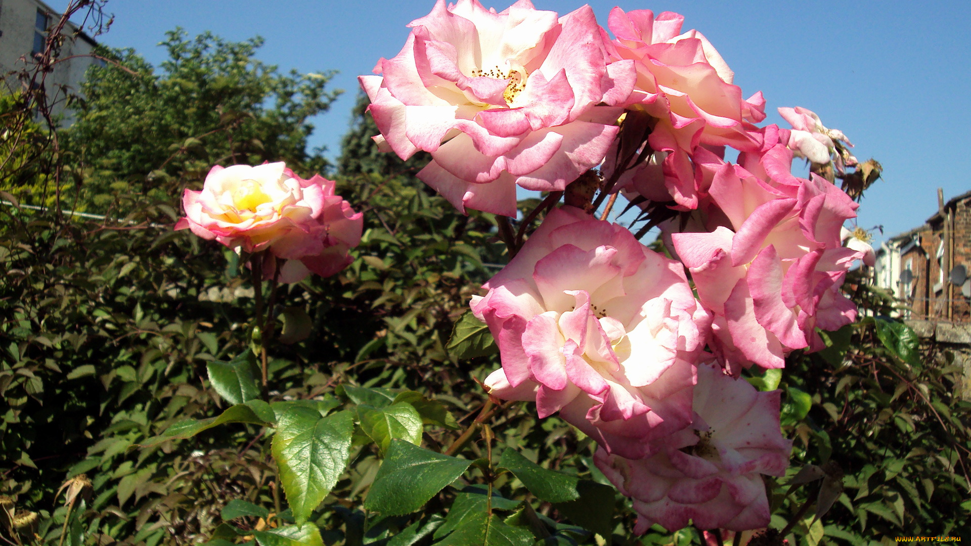 цветы, розы, куст