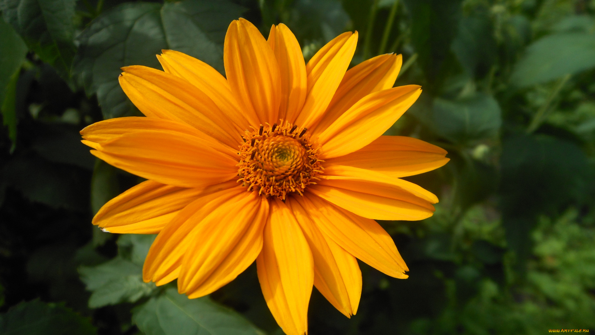 цветы, рудбекия