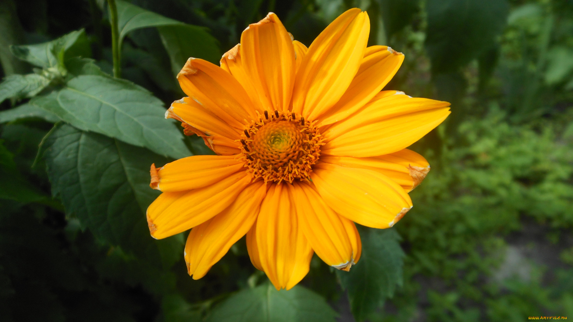 цветы, рудбекия