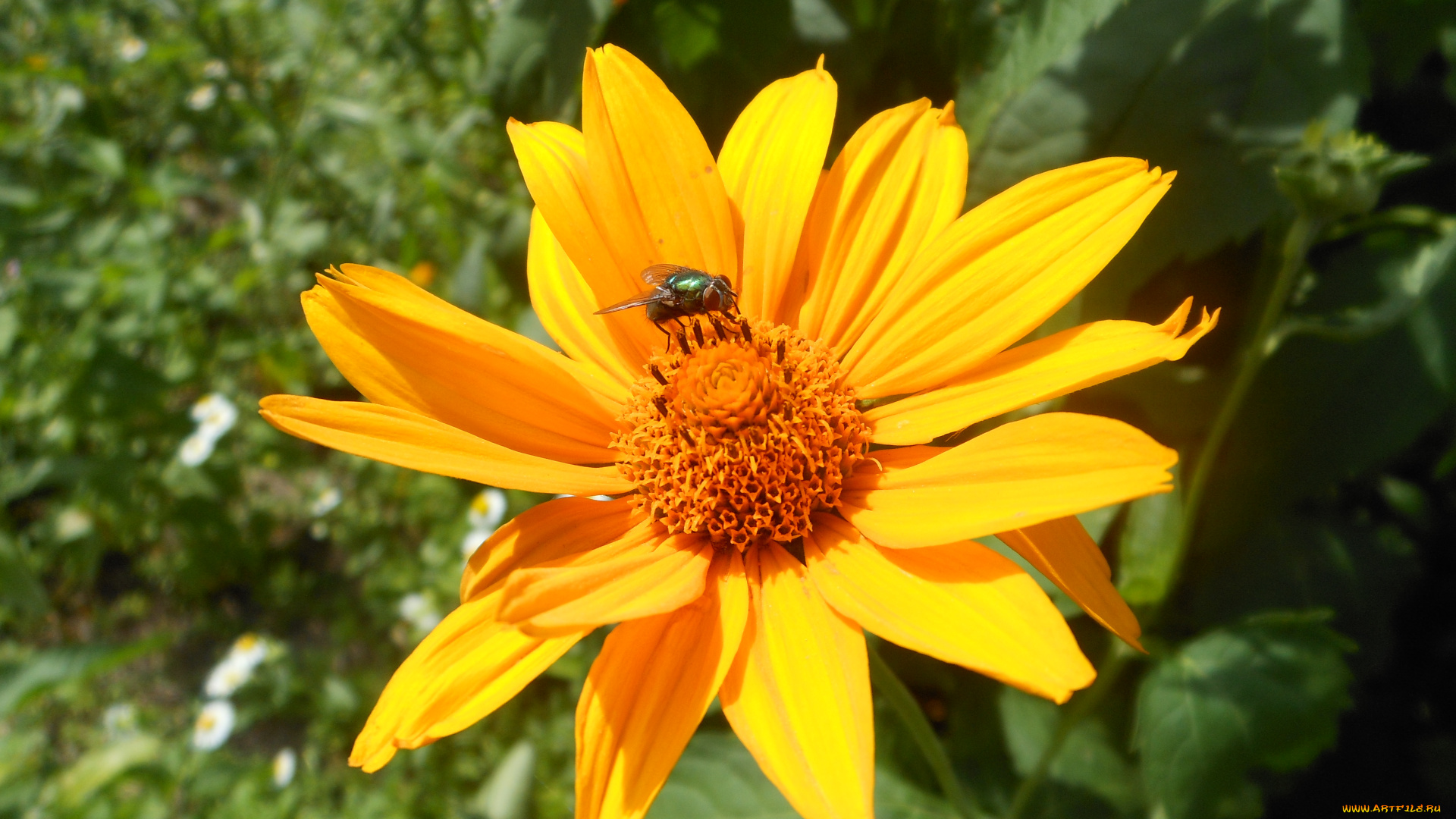 цветы, рудбекия, желтые