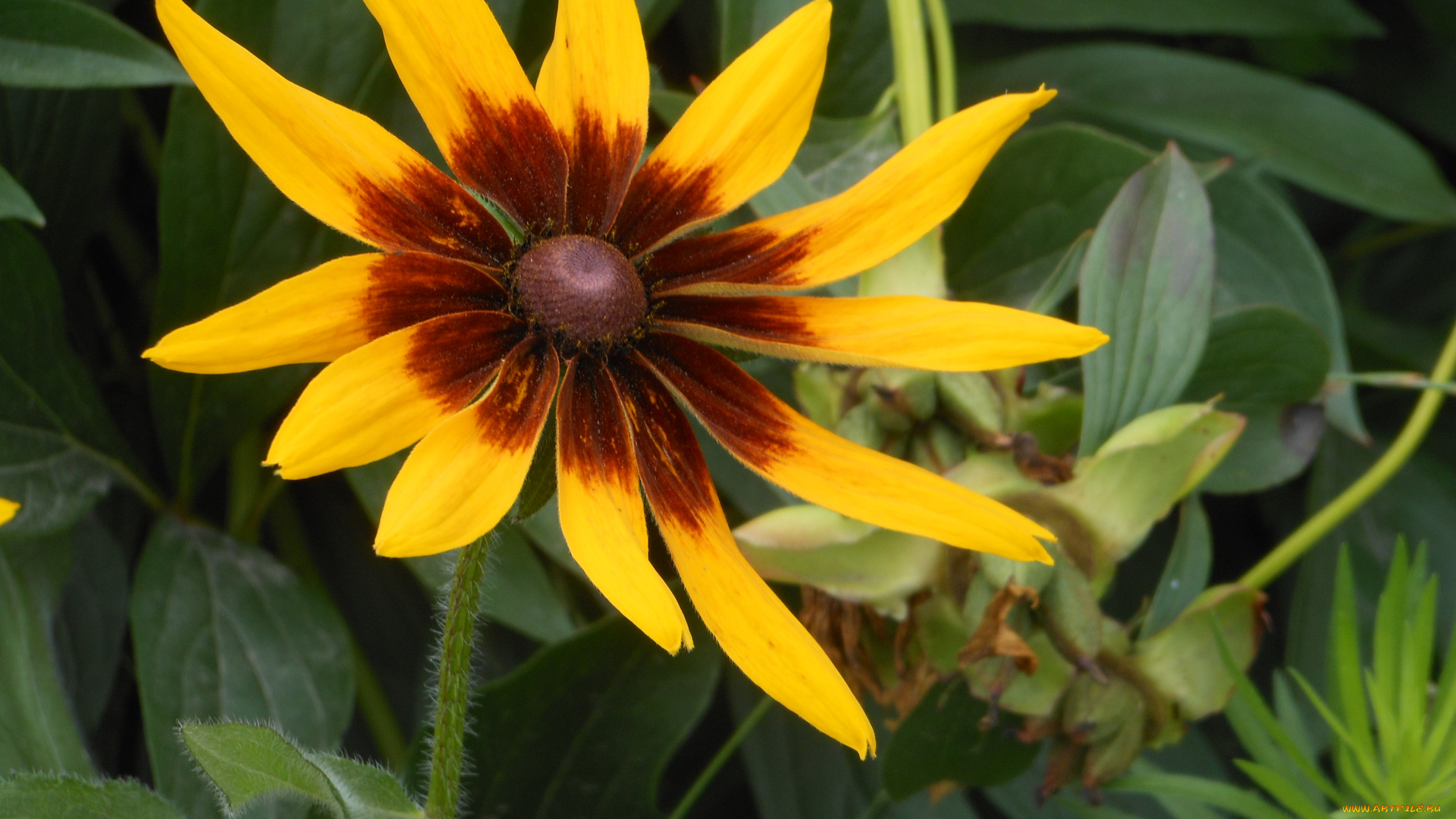 цветы, рудбекия, желтый