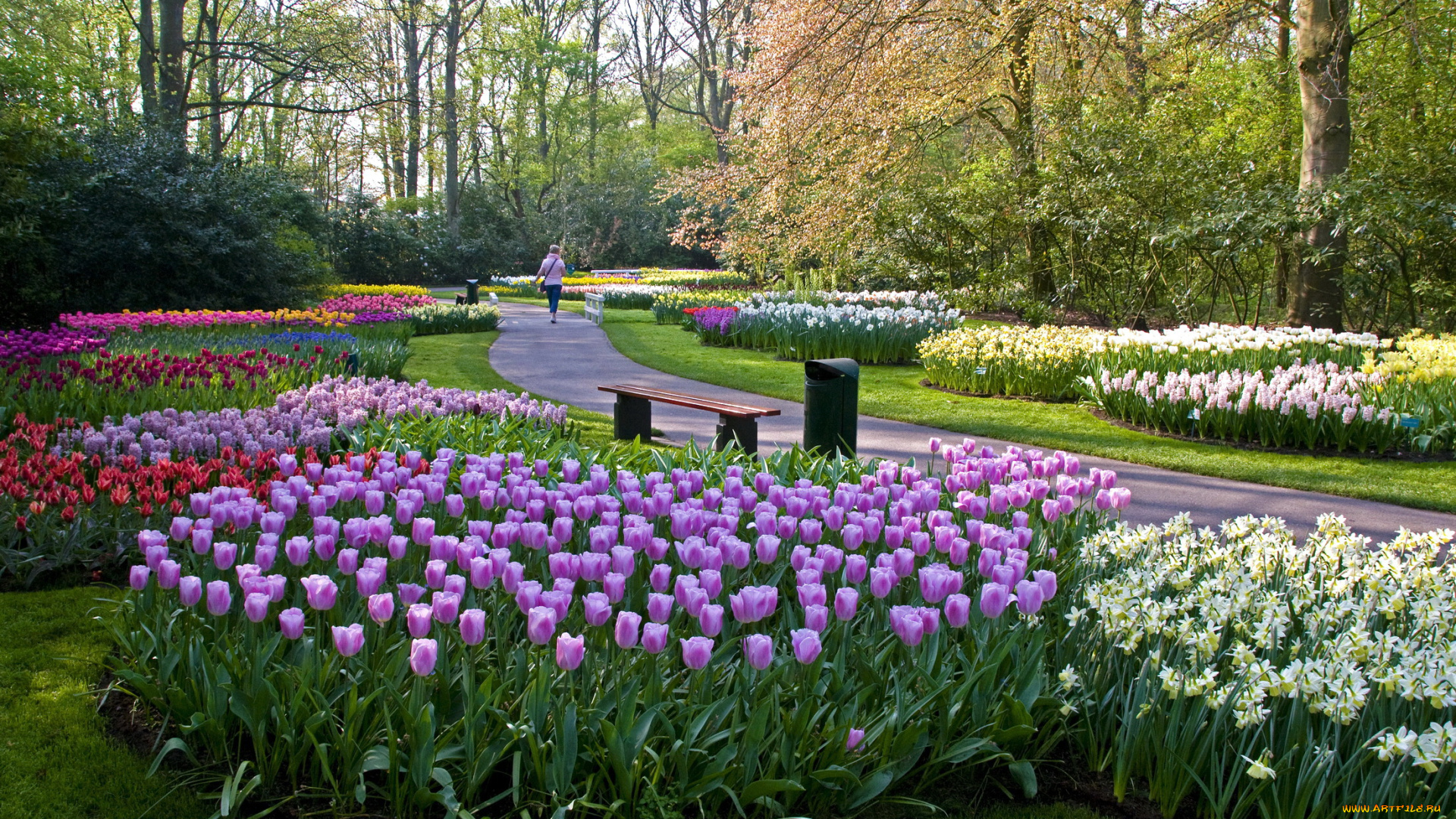 keukenhof, lisse, netherlands, природа, парк, тюльпаны, нарциссы, дорожки, скамейки