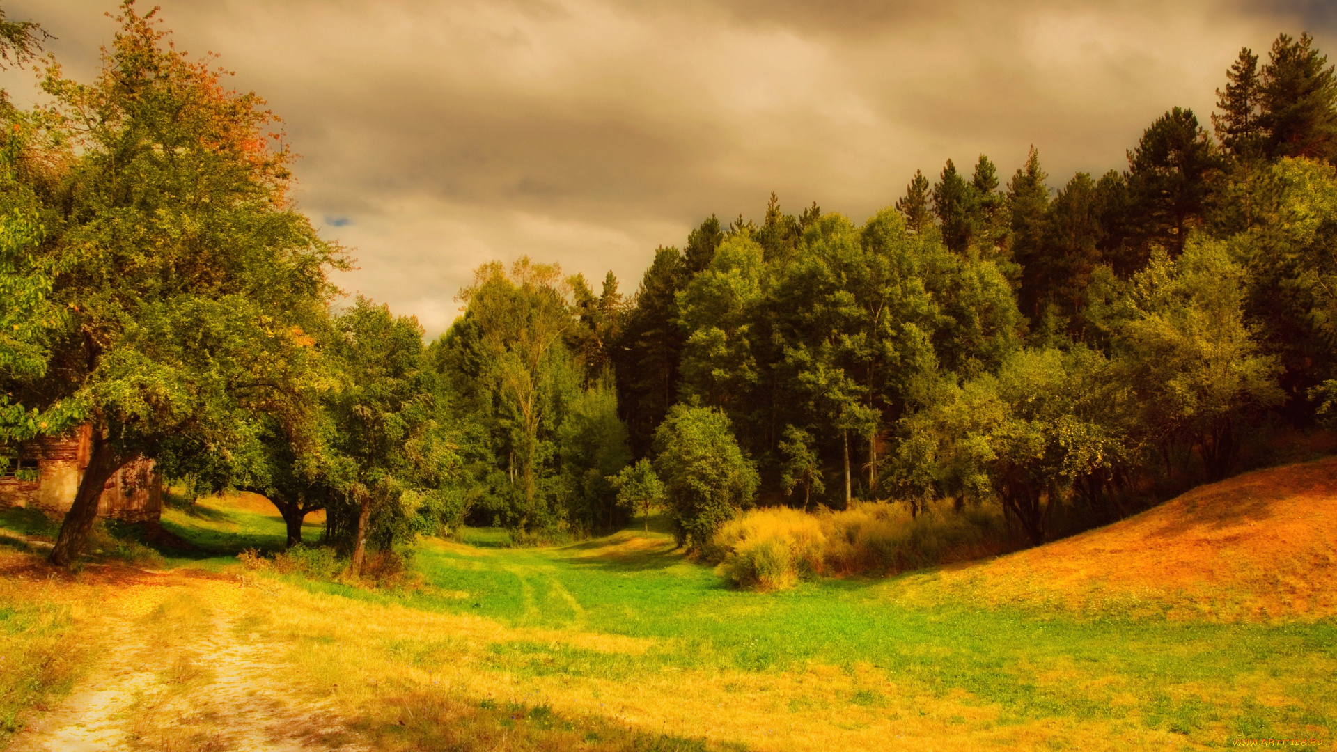 природа, лес, осень, красиво, трава, пригорок