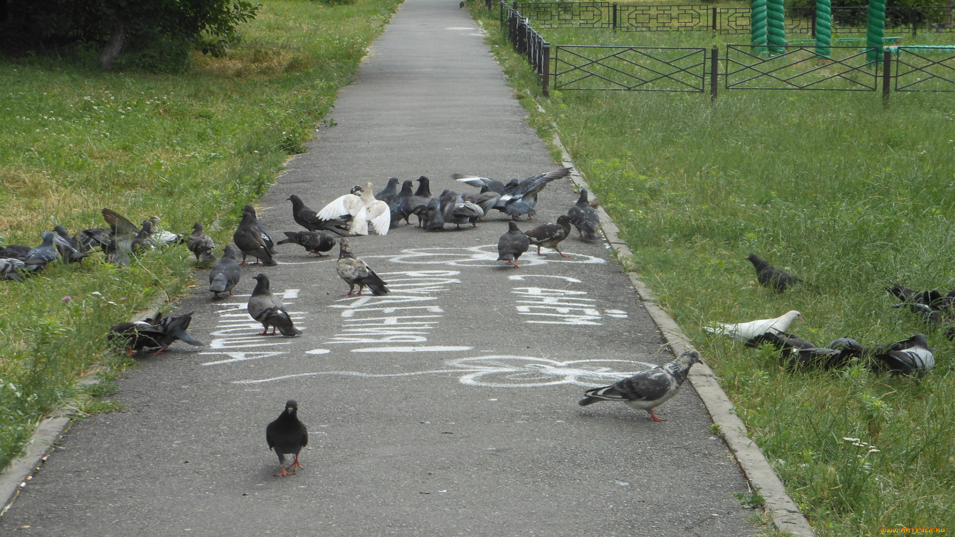 животные, голуби