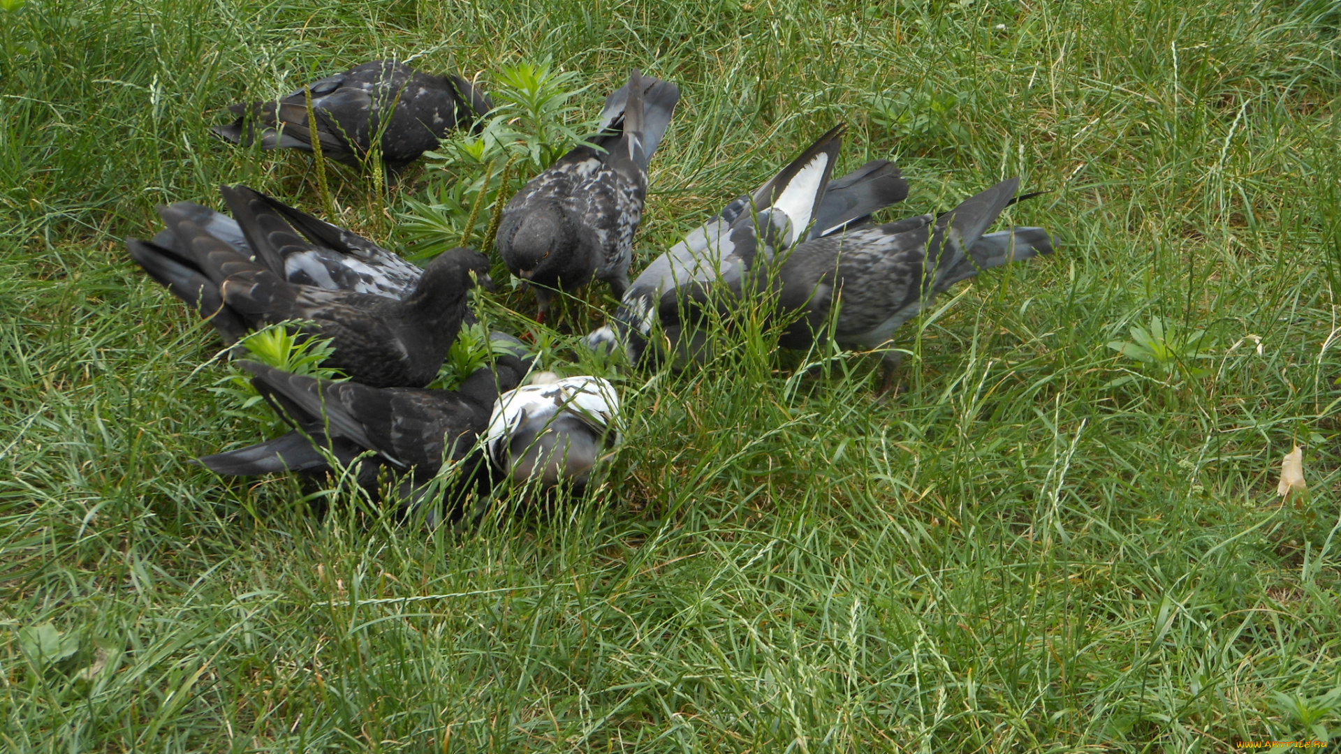 животные, голуби