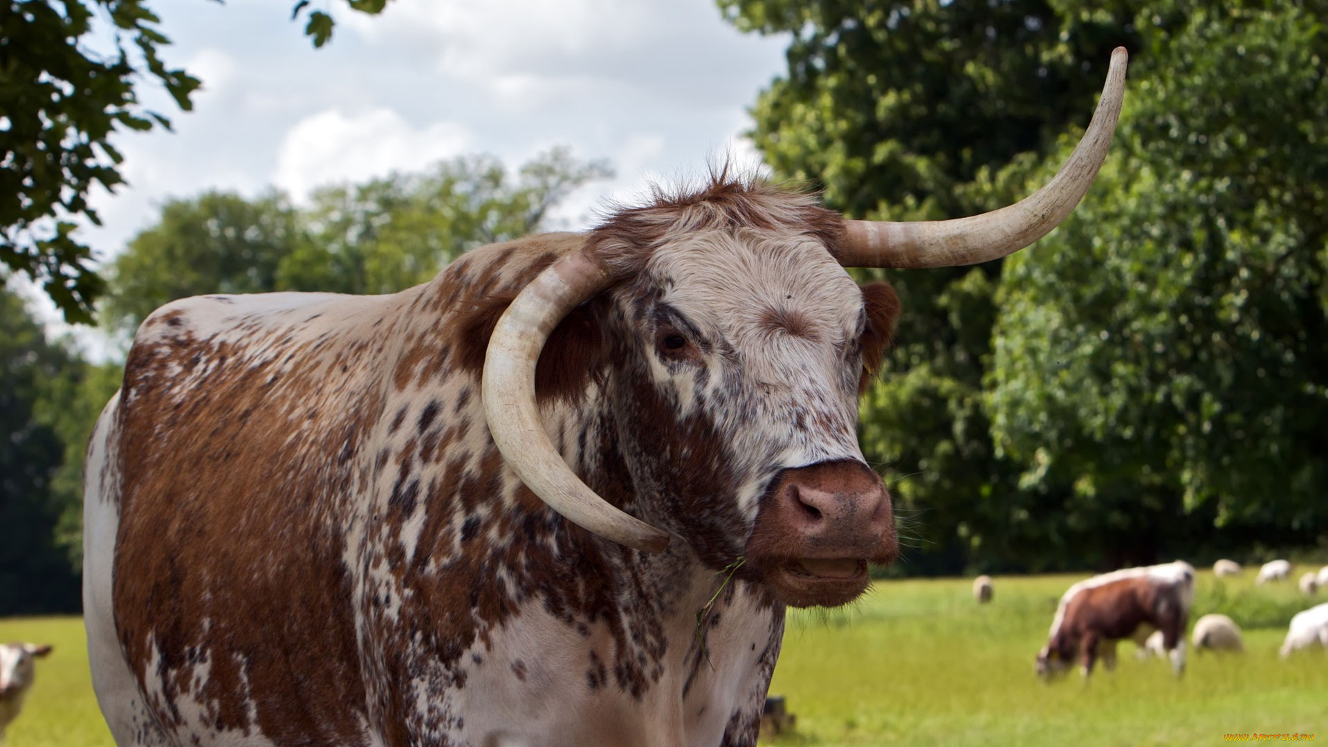 животные, коровы, буйволы, луг, корова, кривой, рог