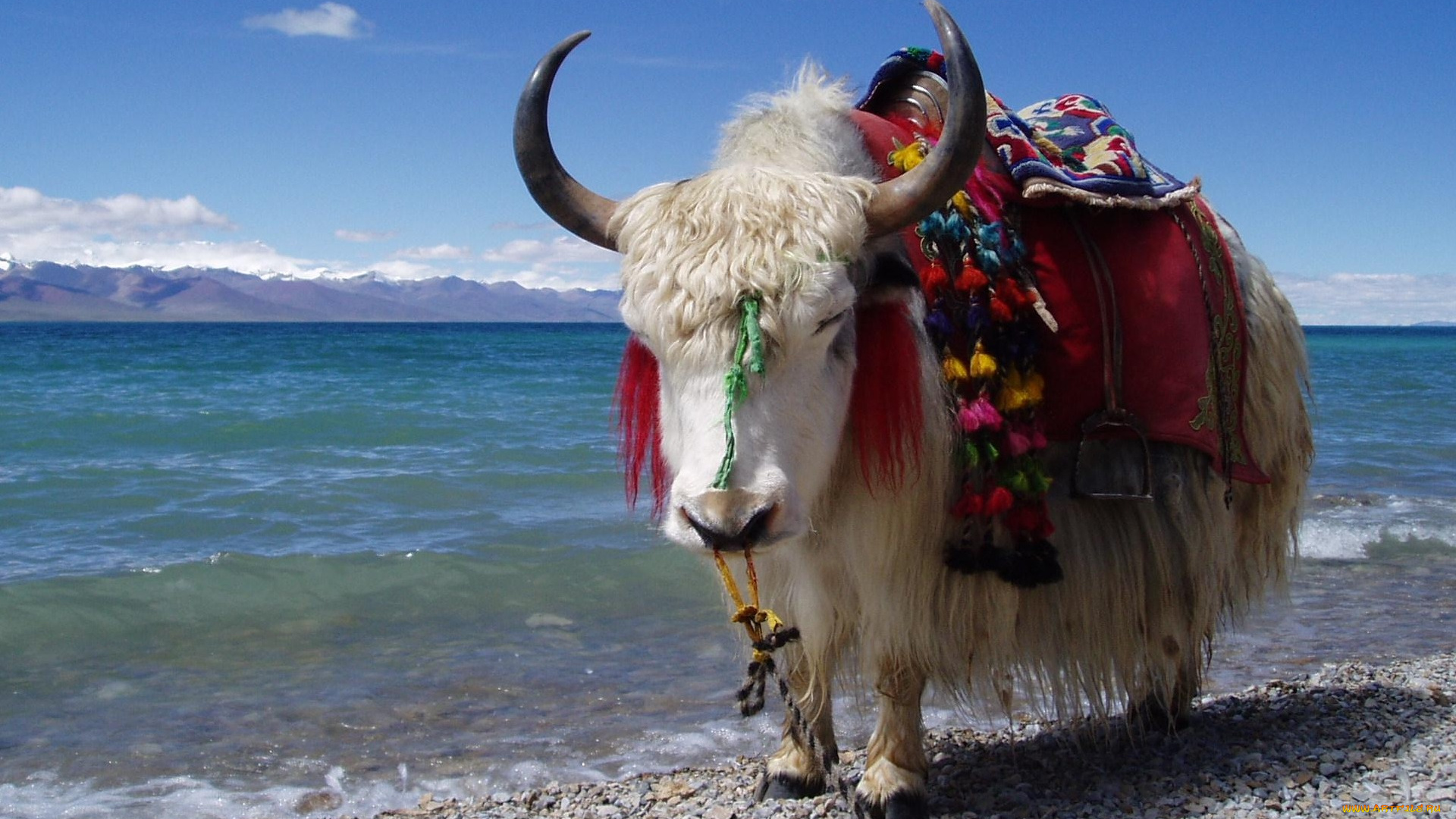 животные, коровы, буйволы, море, берег, як, попона