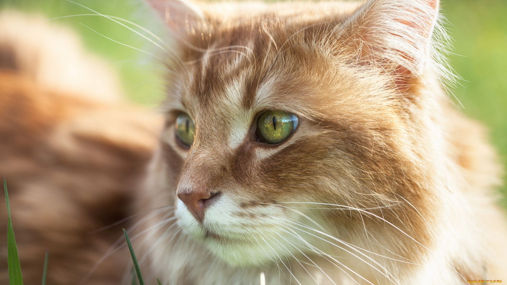животные, коты, кошка, взгляд