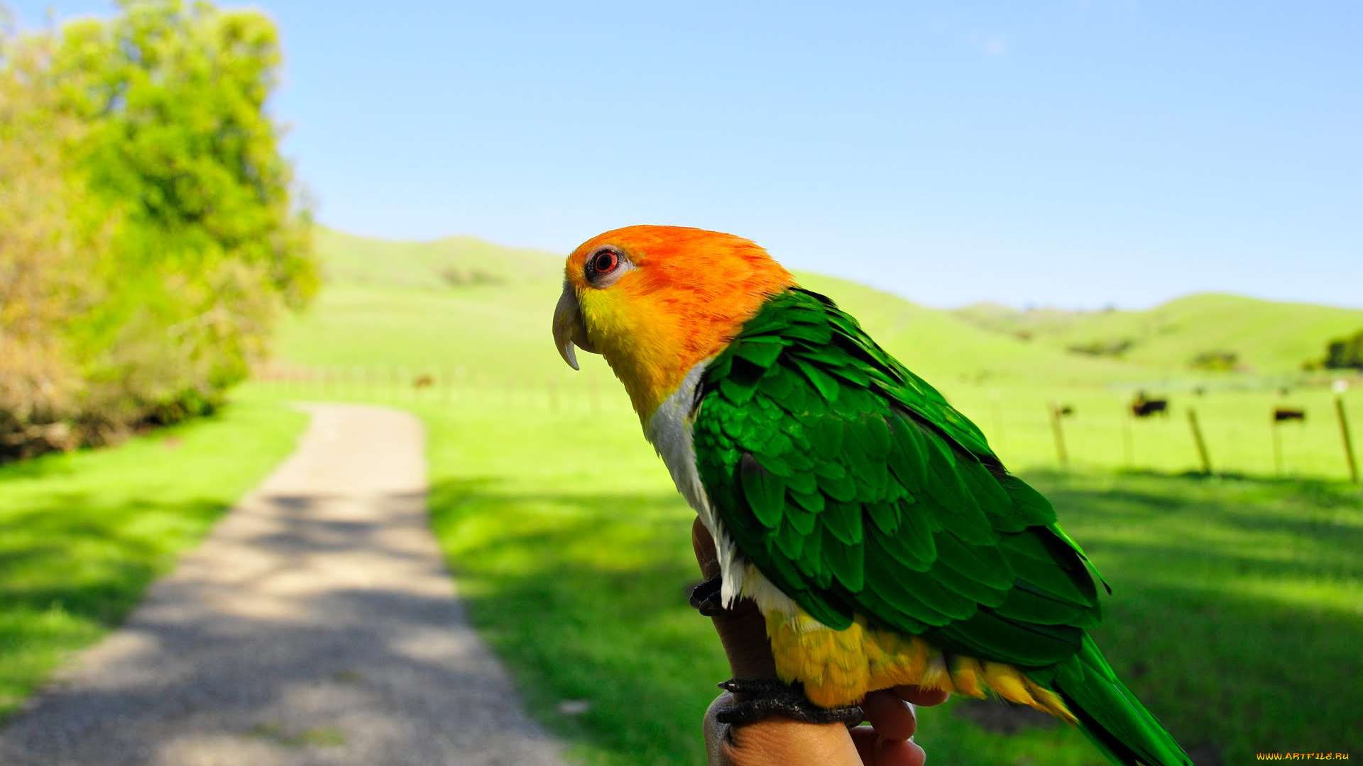 животные, попугаи, parrot
