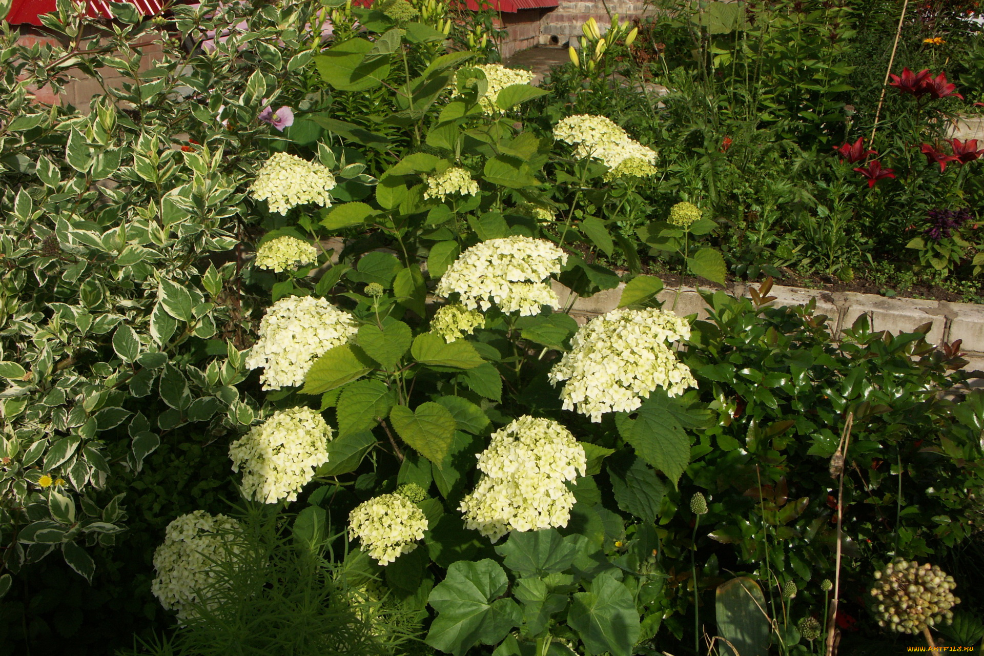 цветы, гортензия