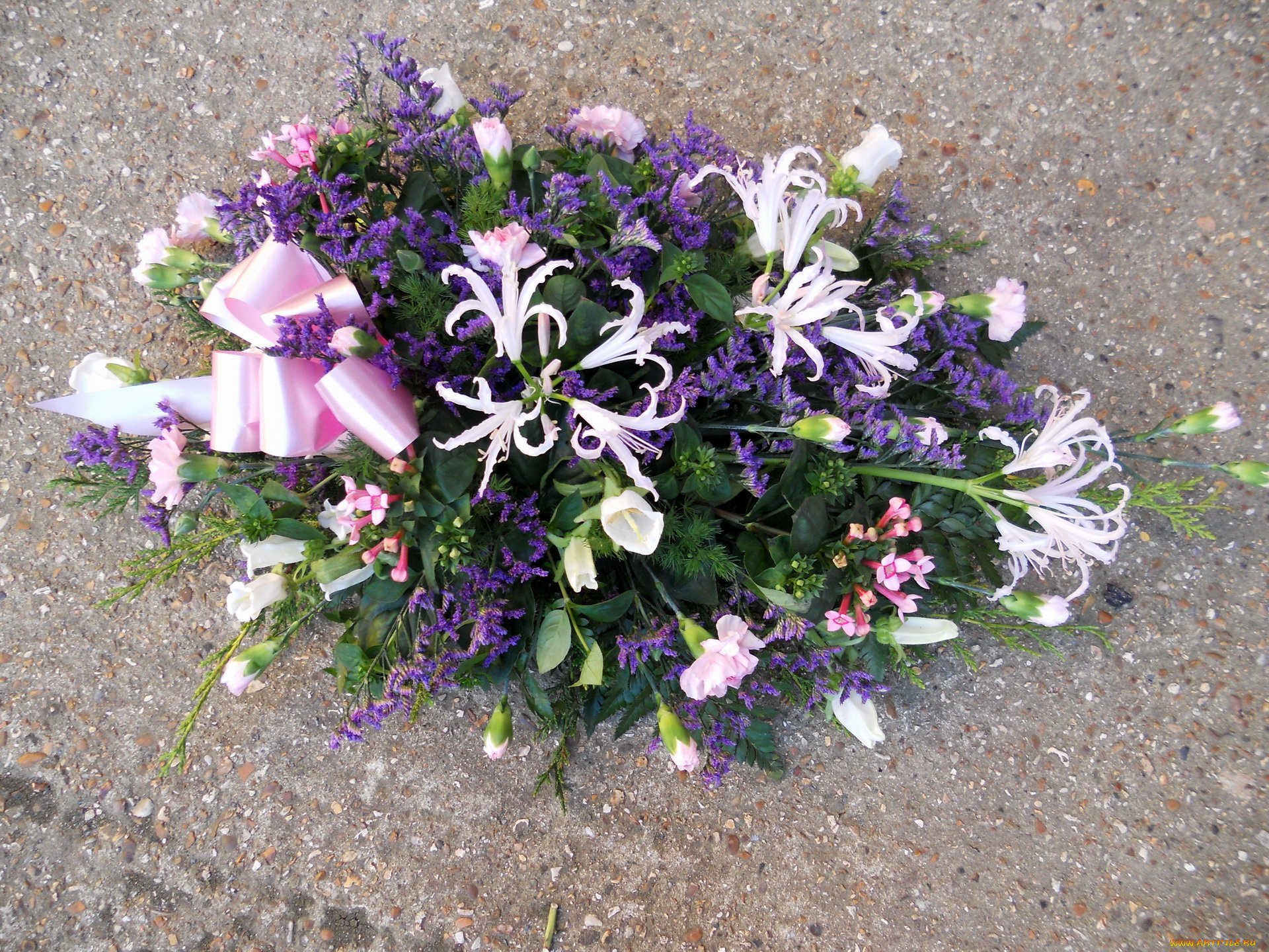 цветы, букеты, композиции, гвоздики, букет, бант