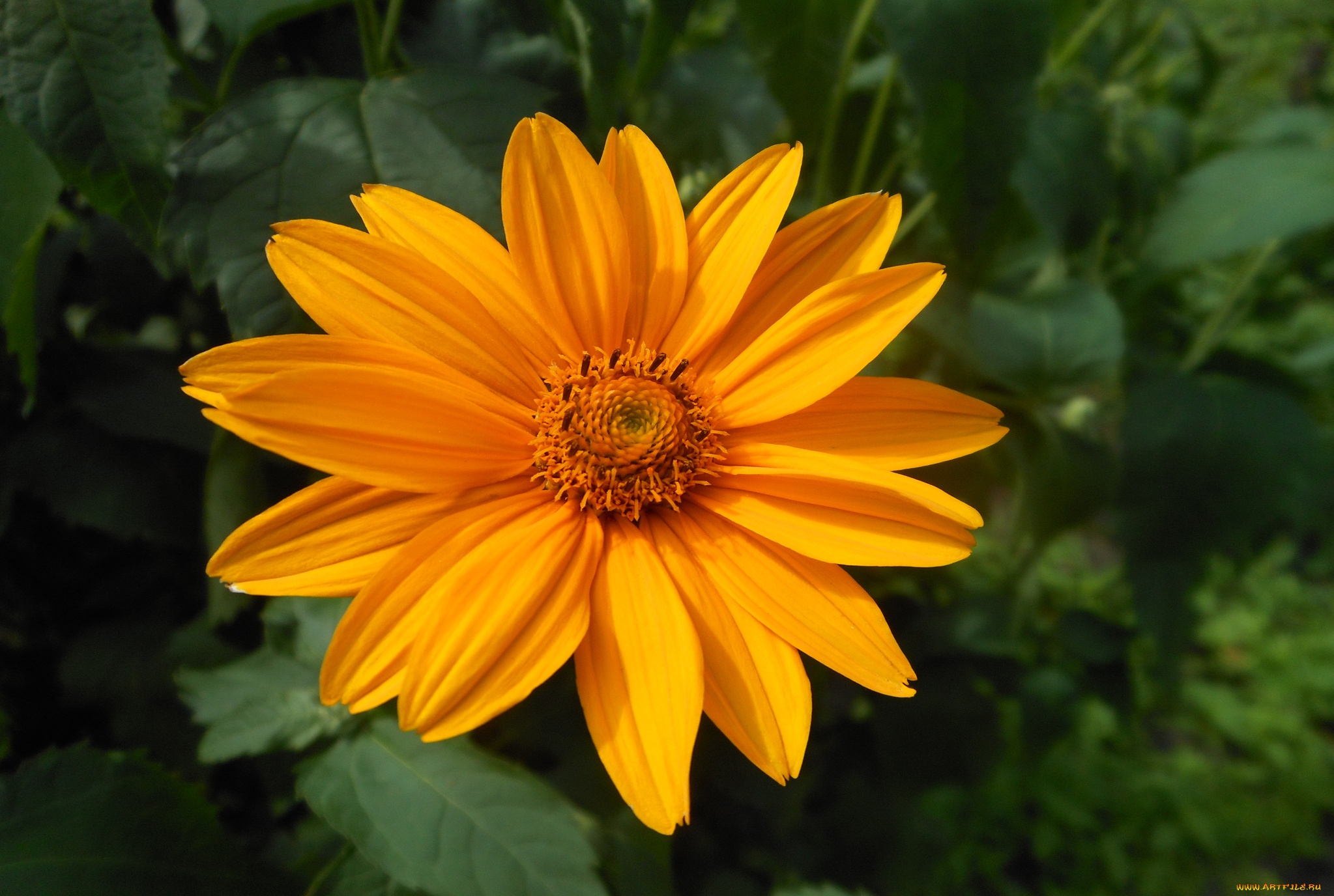 цветы, рудбекия