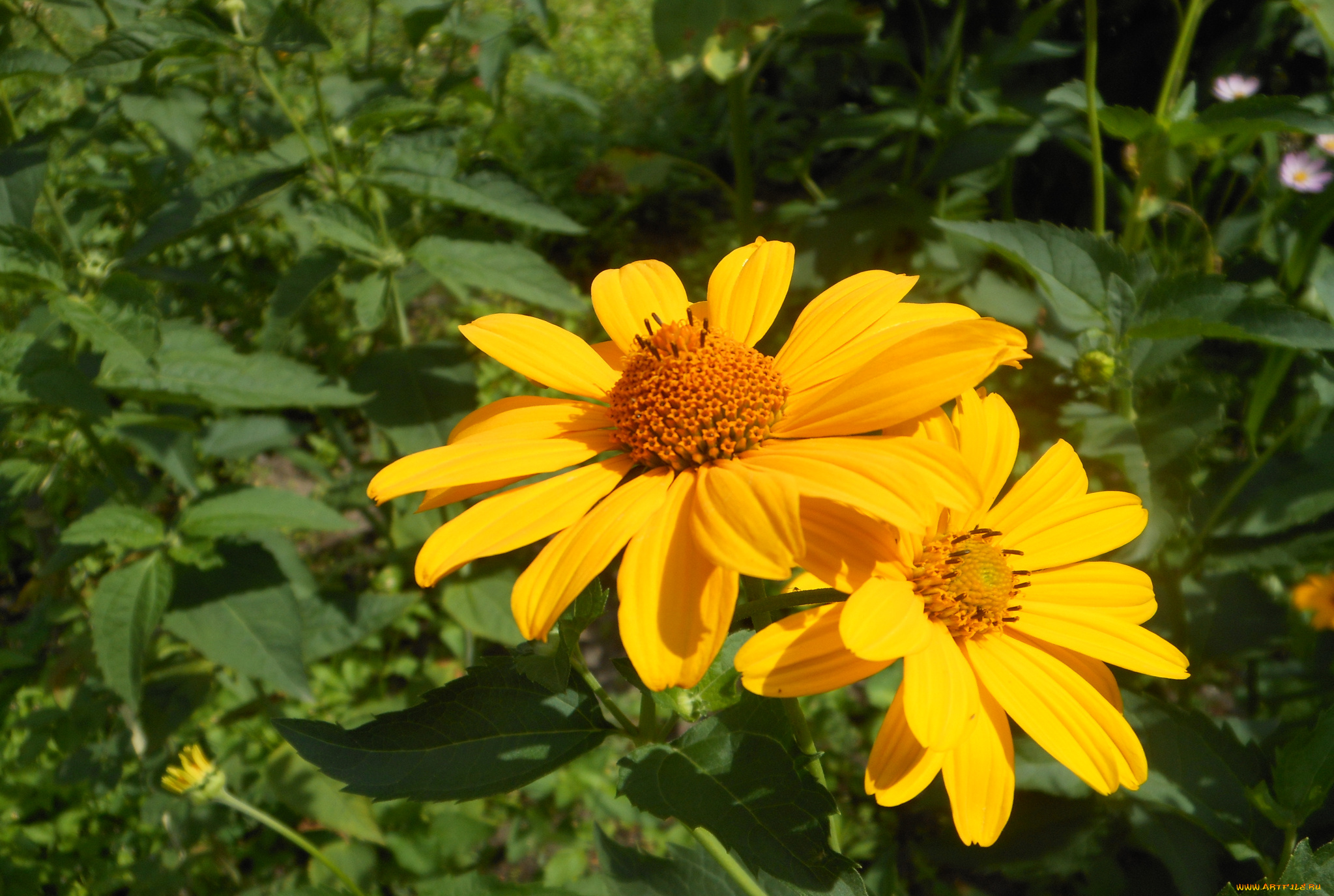 цветы, рудбекия