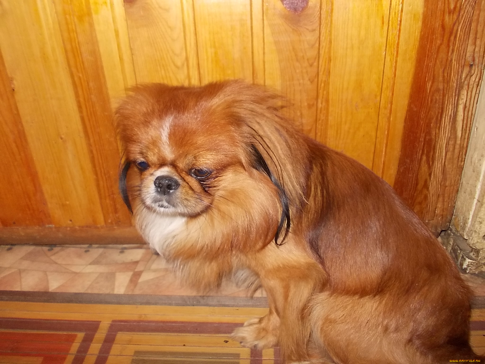 банди, животные, собаки, собачка, грустит