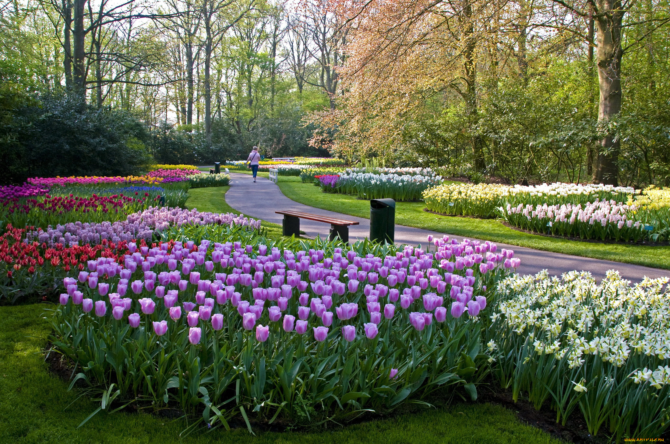 keukenhof, lisse, netherlands, природа, парк, тюльпаны, нарциссы, дорожки, скамейки