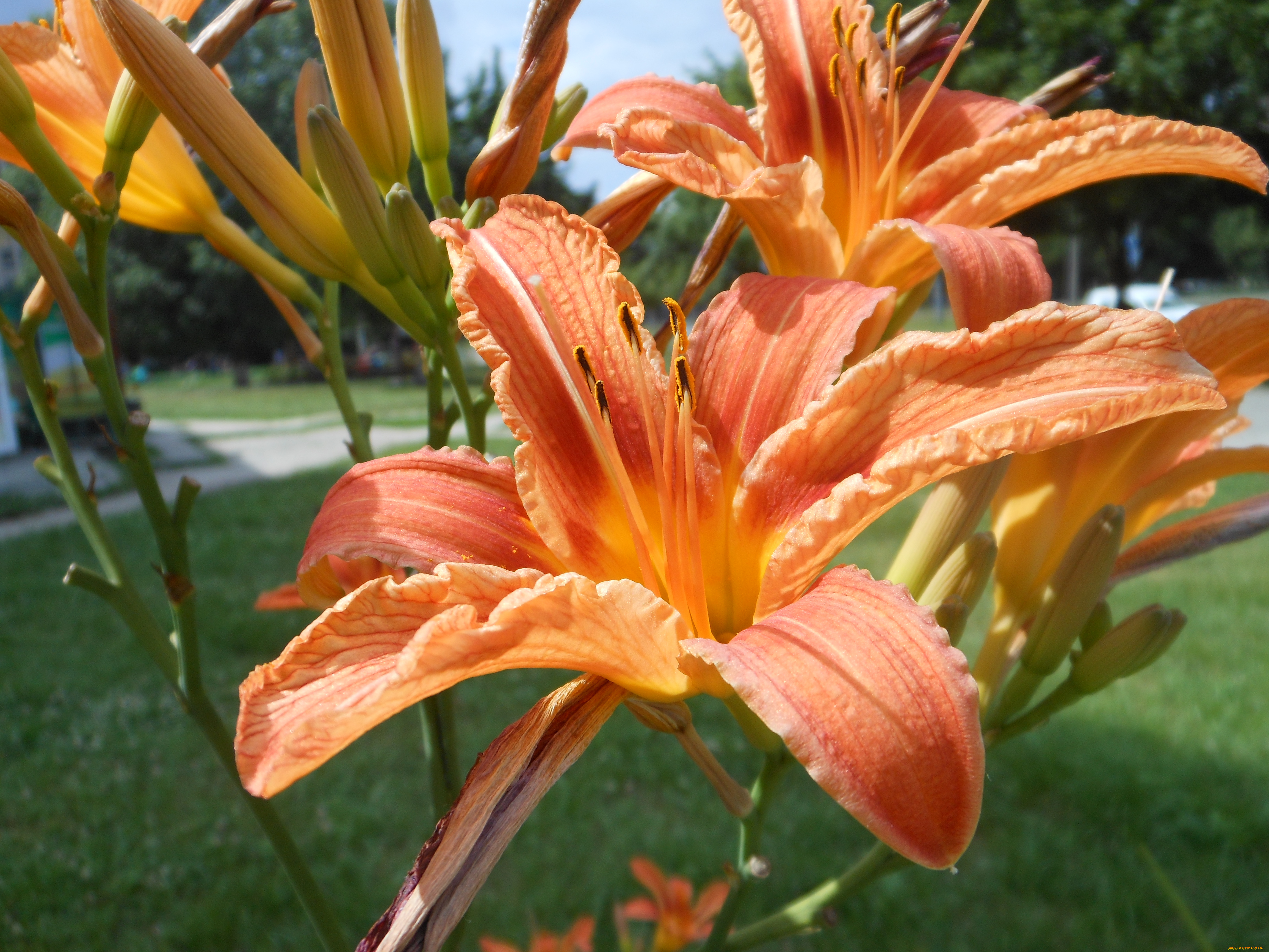 цветы, лилии, лилейники