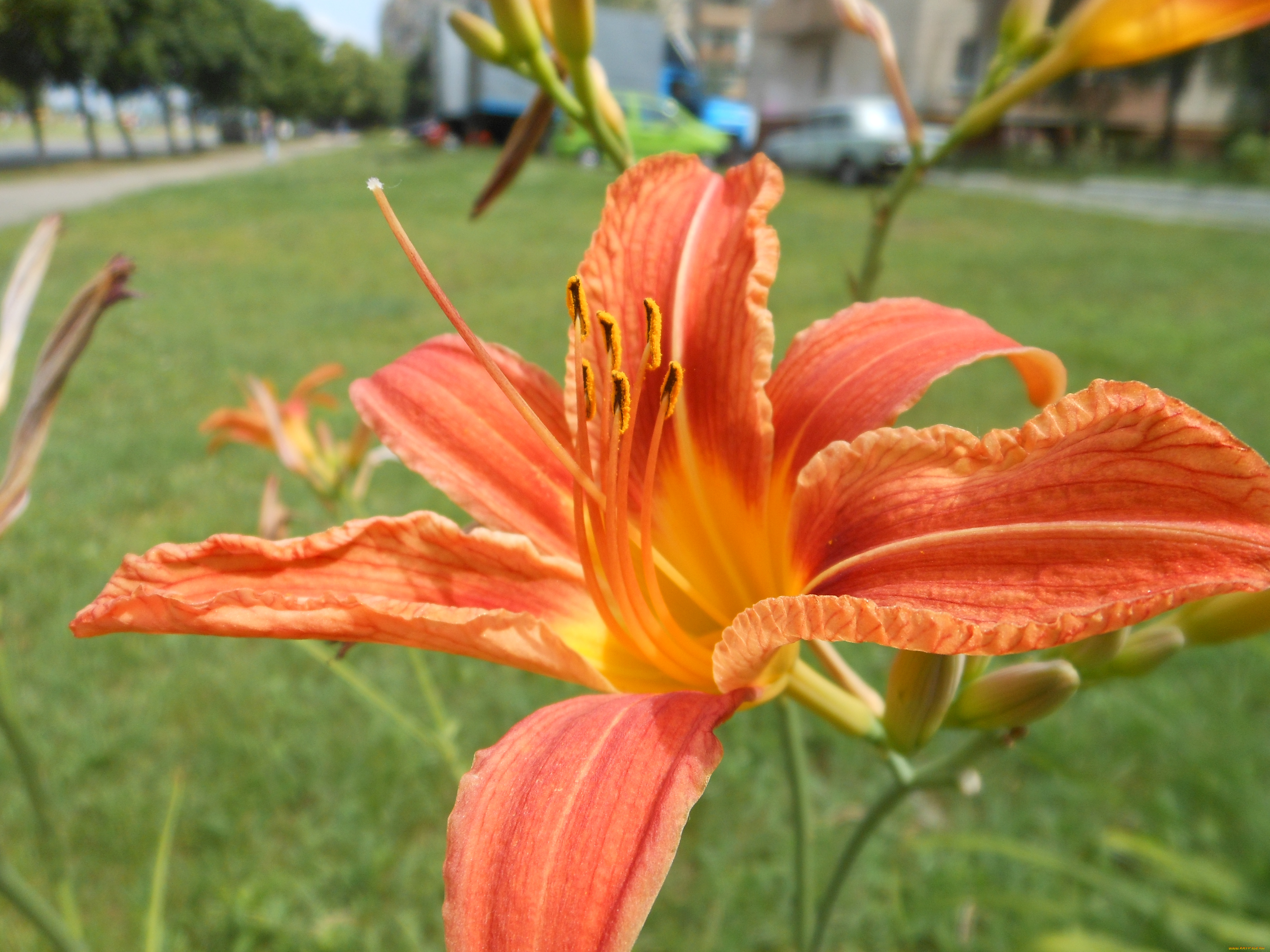 цветы, лилии, лилейники