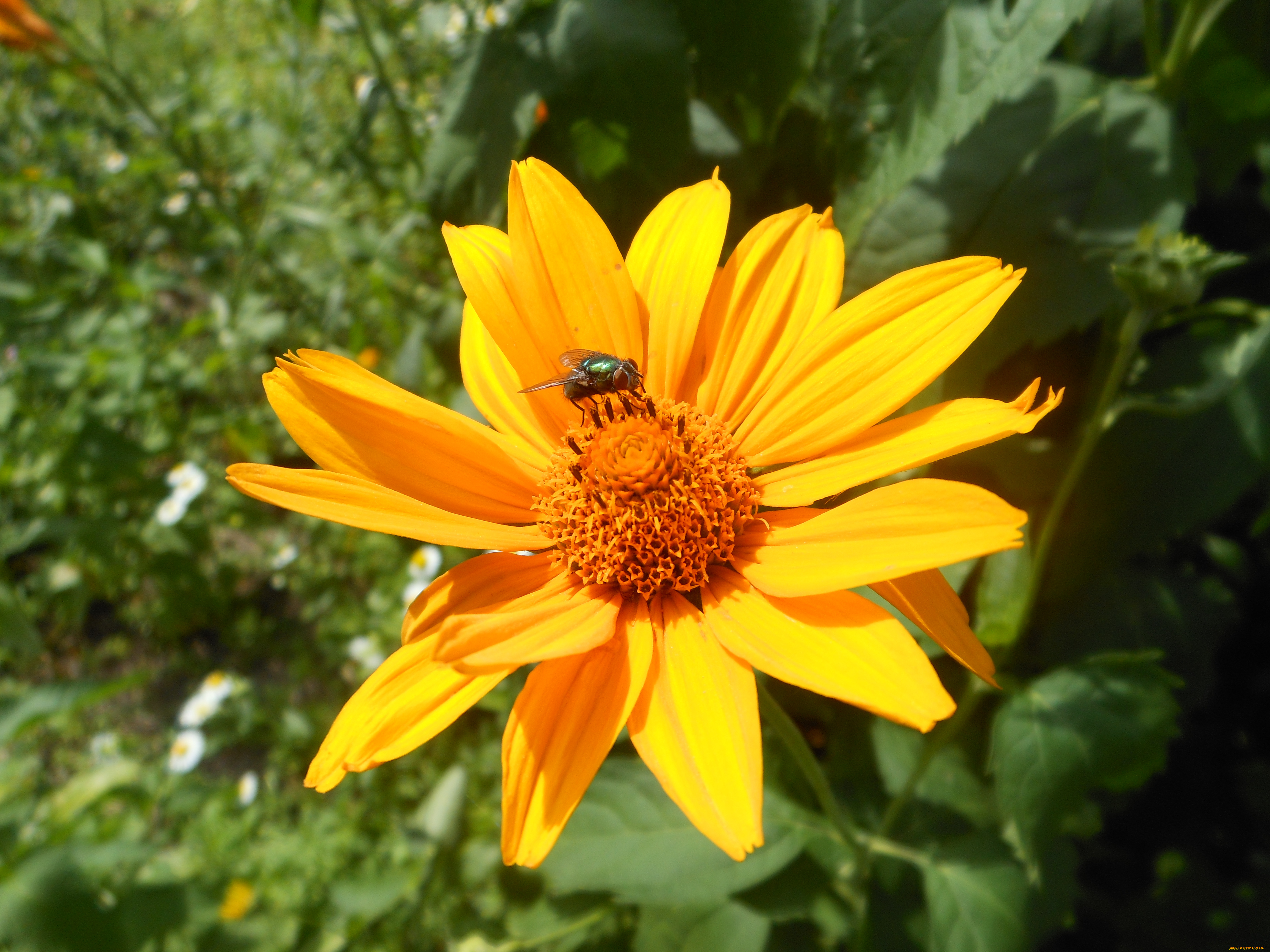 цветы, рудбекия, желтые