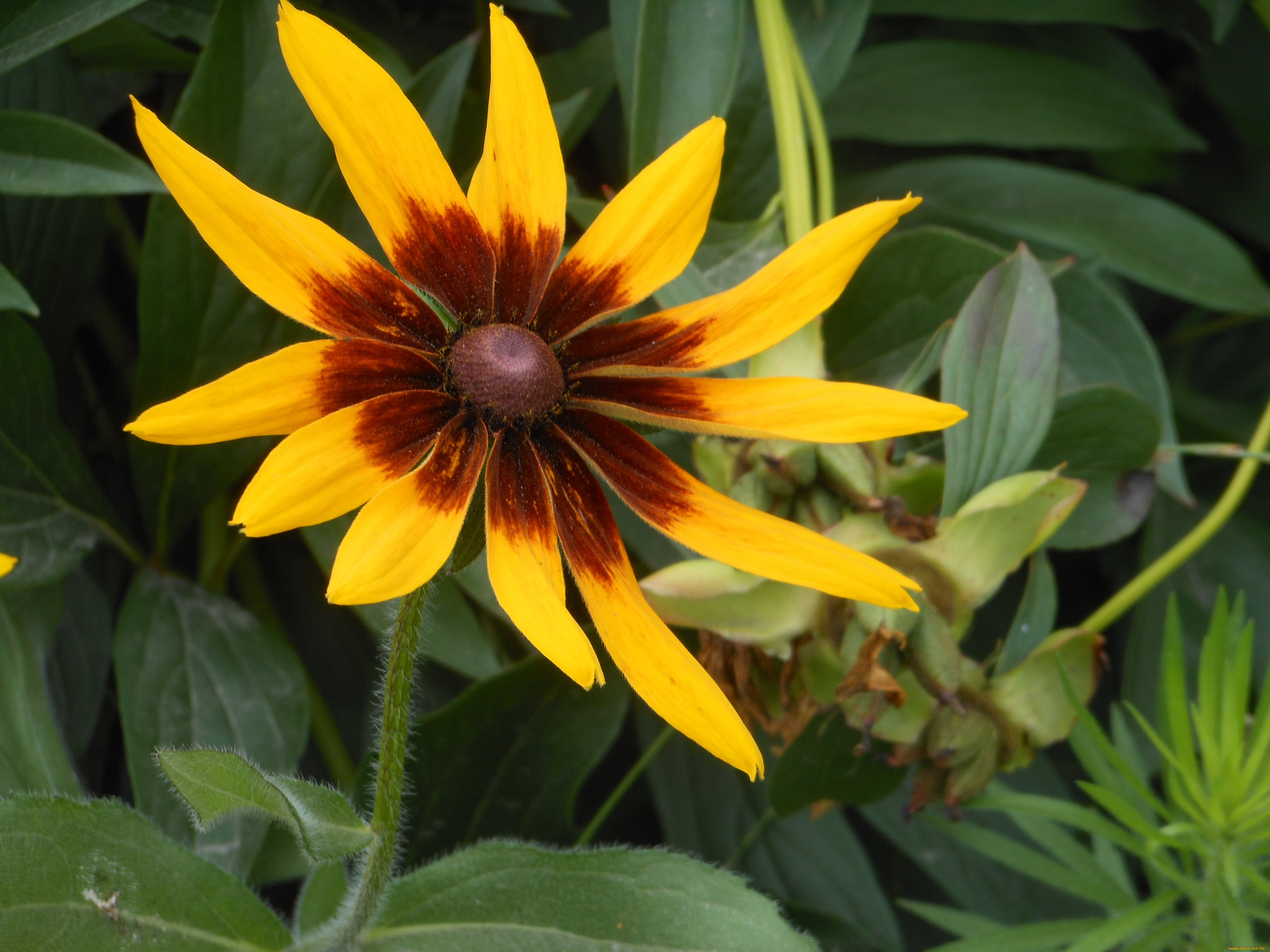 цветы, рудбекия, желтый