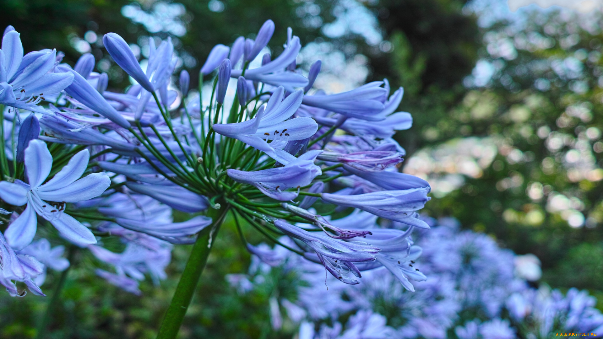 цветы, агапантус, африканская, лилия