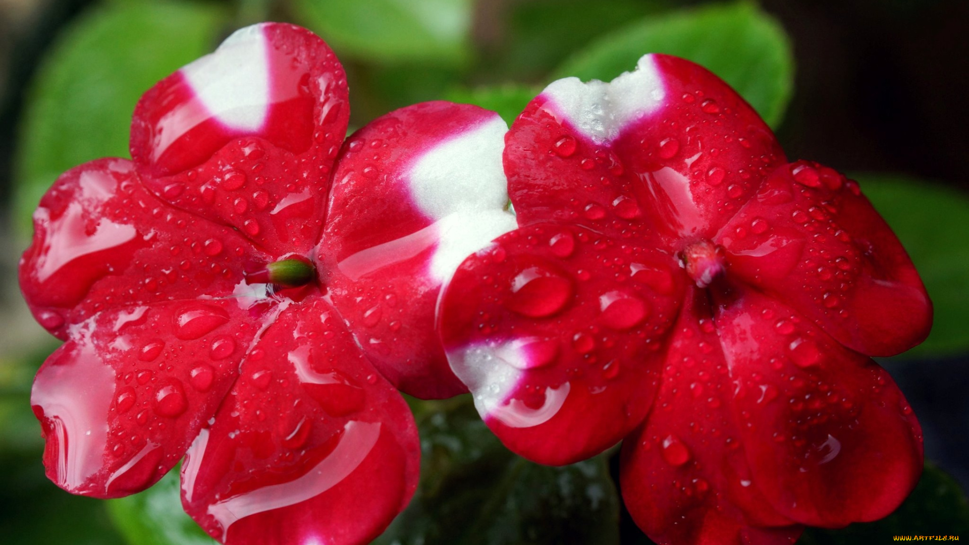 цветы, бальзамины, макро, капли, красный