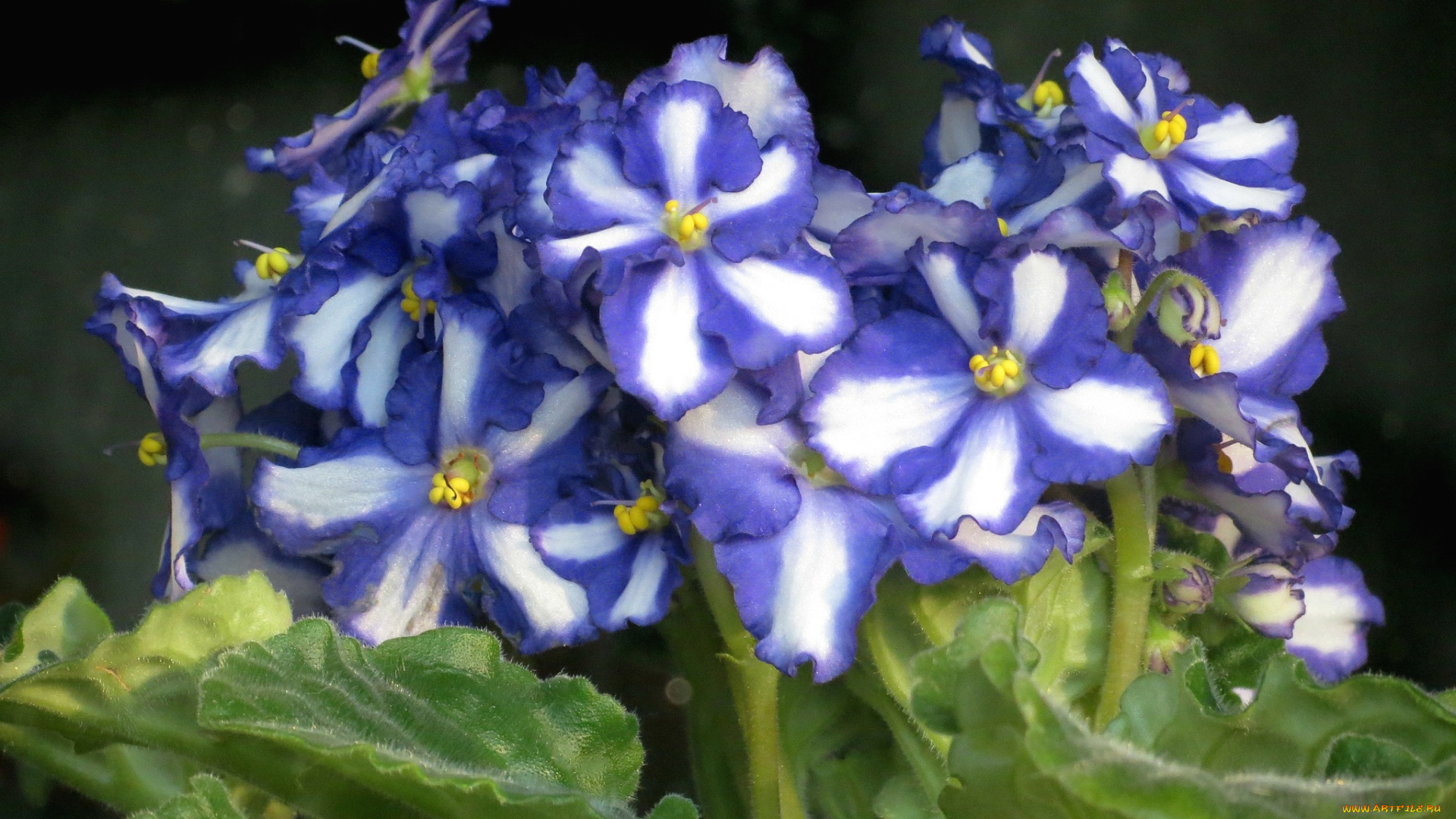 цветы, фиалки, африканская, фиалка, пестрый