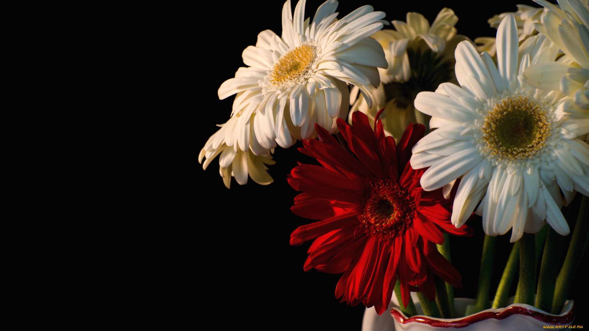цветы, герберы, белый, красный