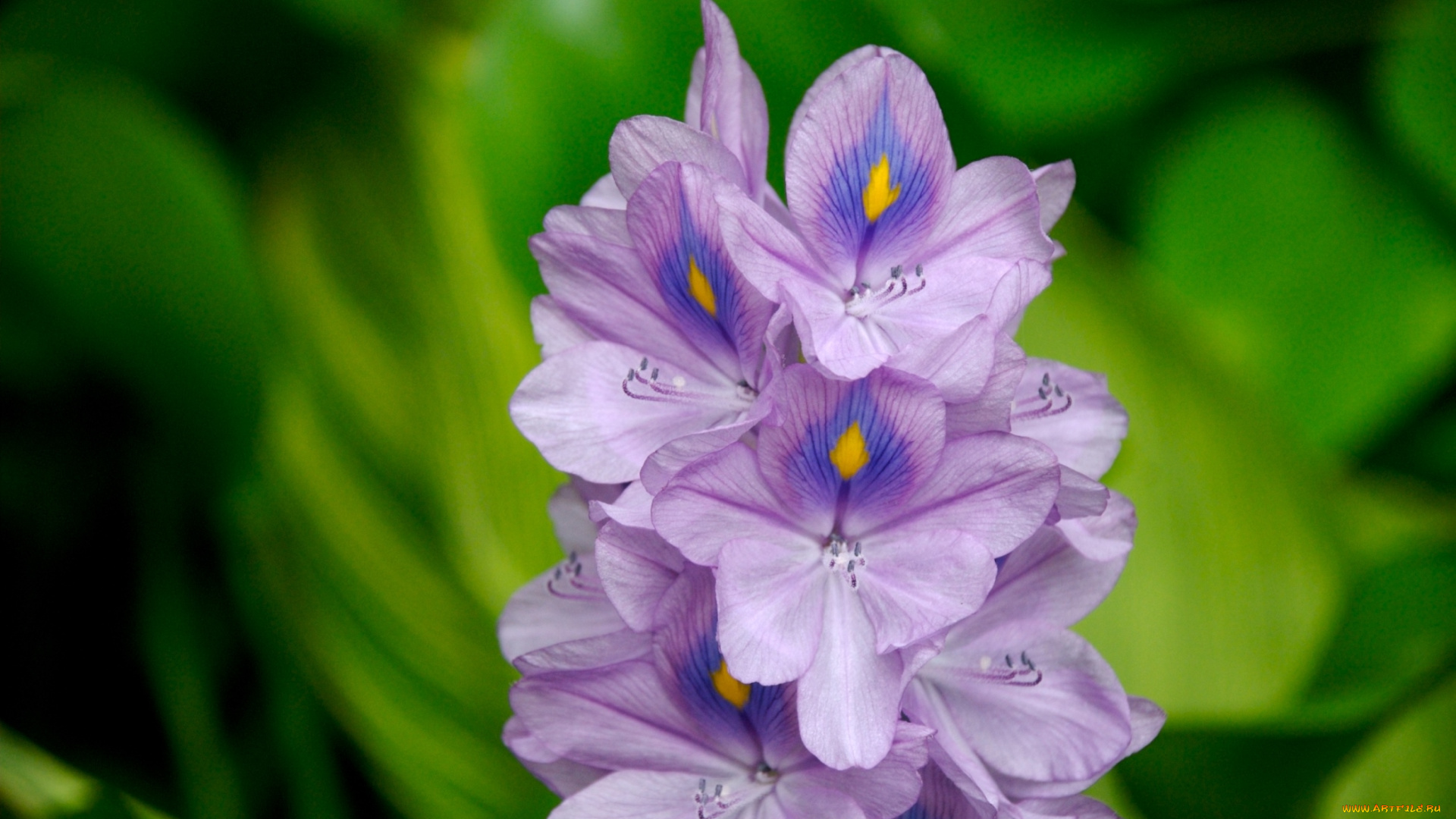 цветы, гиацинты, водяной, гиацинт