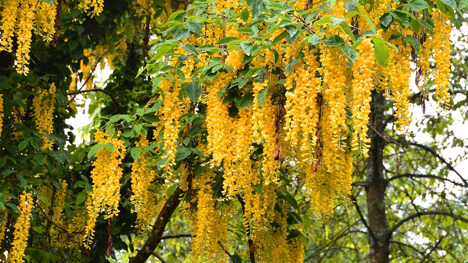 цветы, глициния, гроздья, желтый