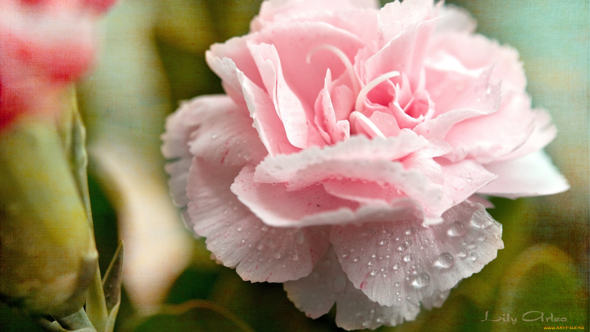 цветы, гвоздики, розовый