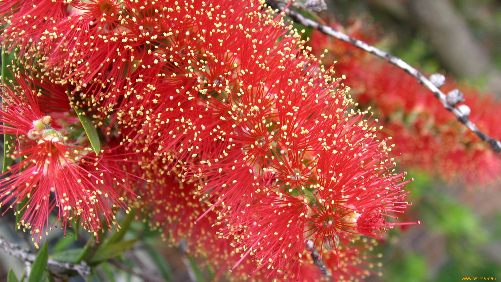 цветы, каллистемон, ершик