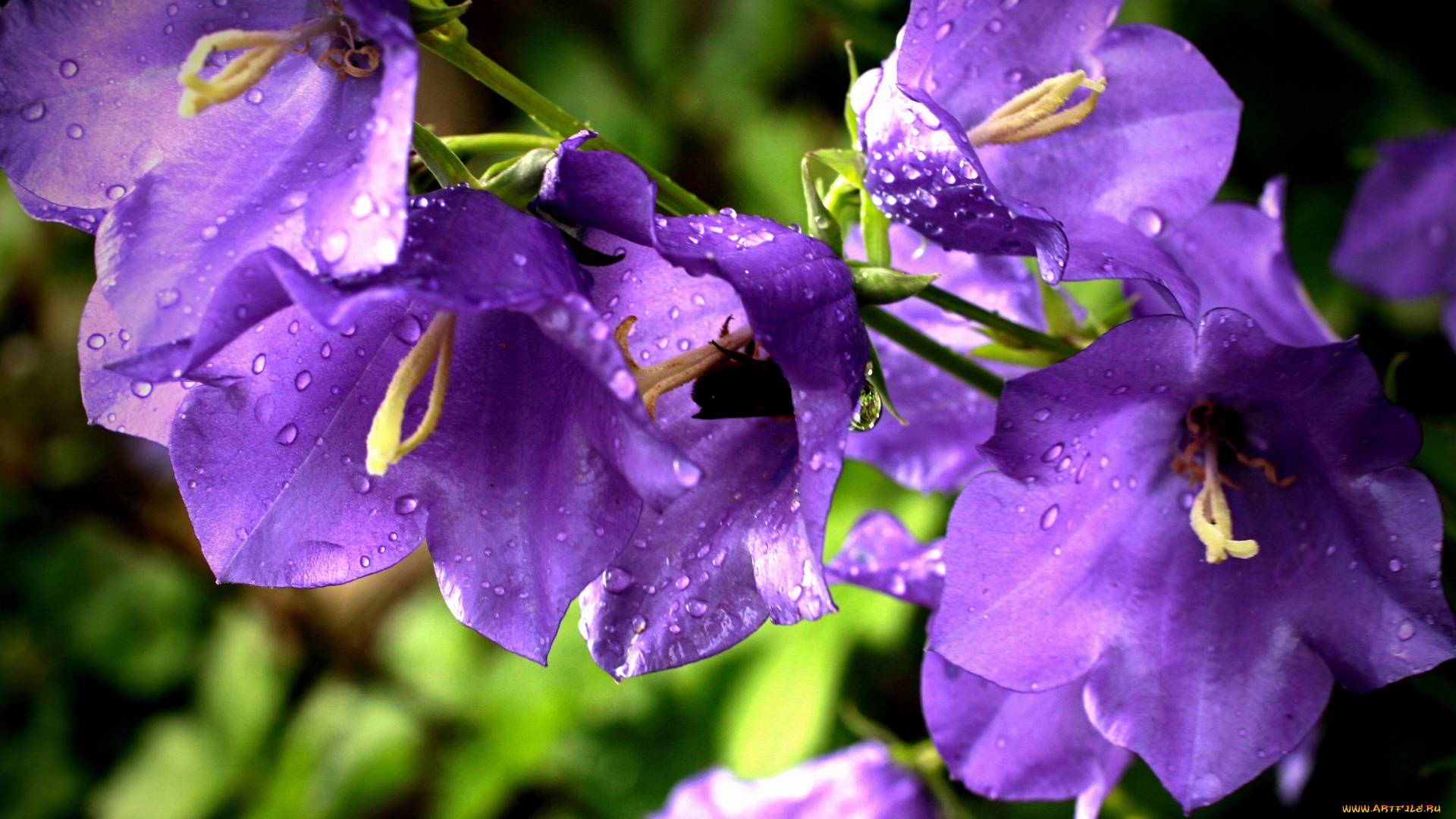 цветы, колокольчики, капли, макро