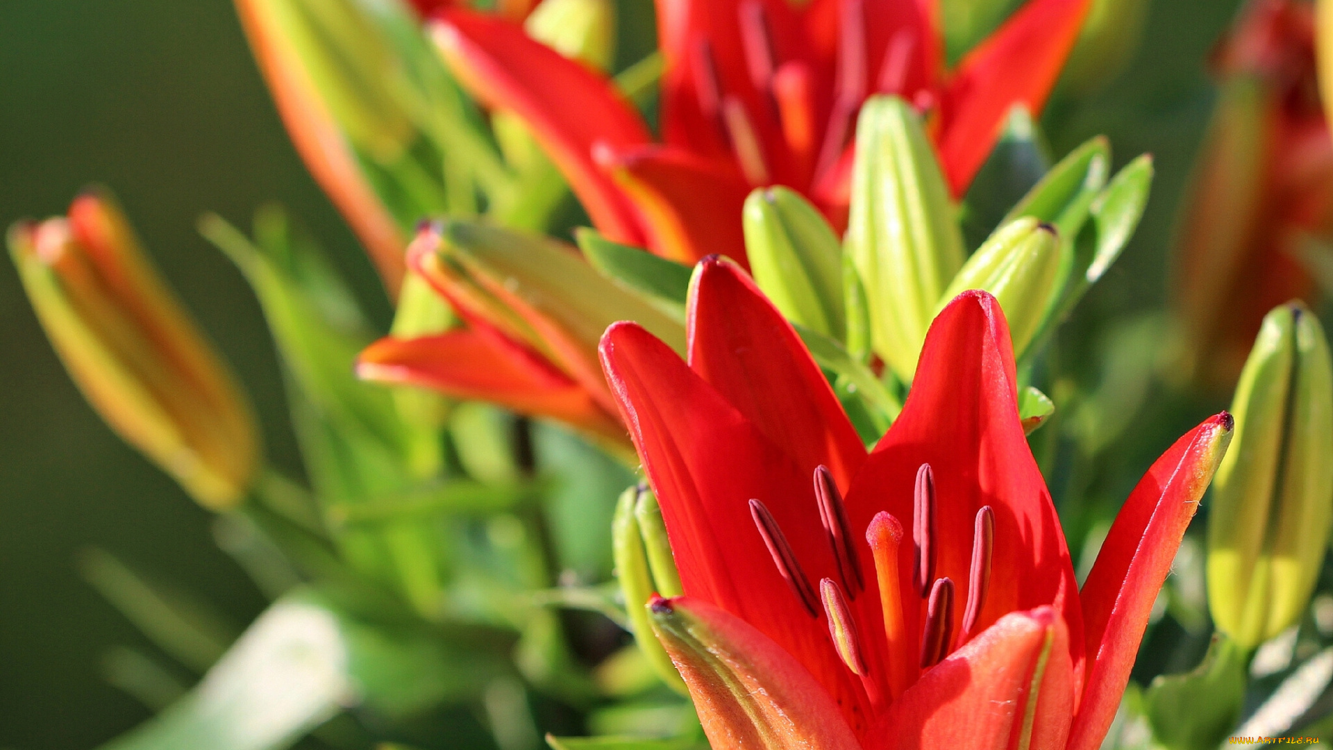 цветы, лилии, лилейники, бутоны, макро