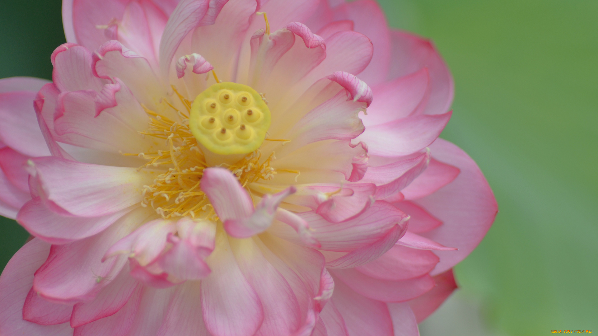 цветы, лотосы, макро, розовый