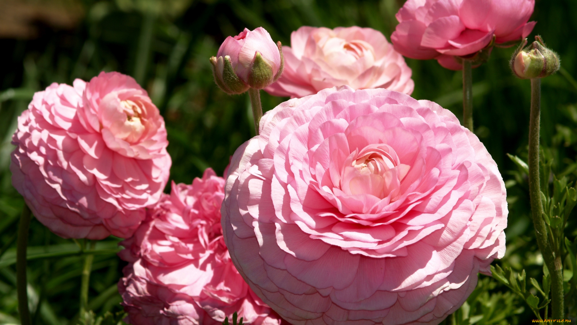 цветы, ранункулюс, азиатский, лютик, пышный, розовый