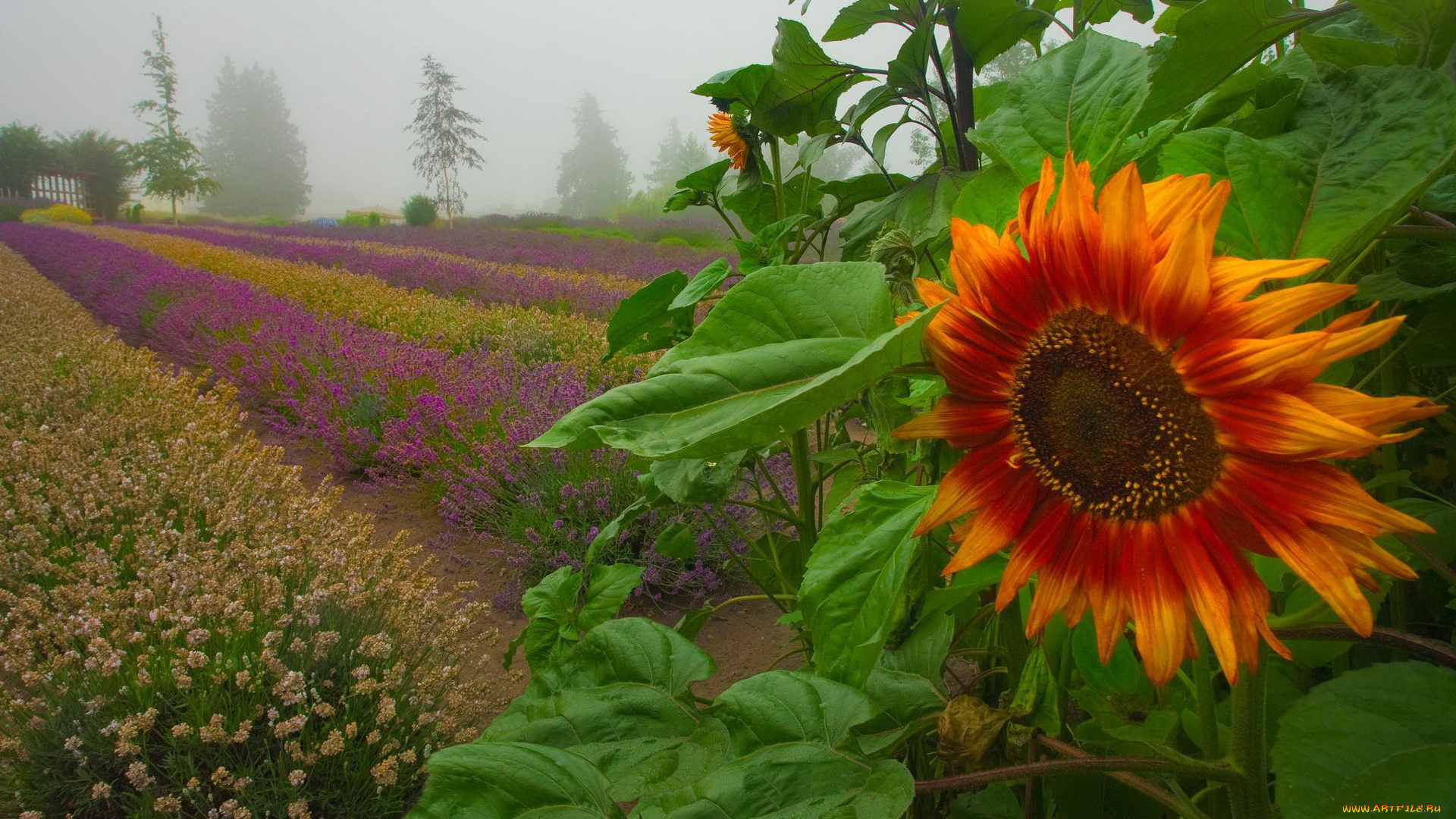цветы, разные, вместе, поле, туман, гряды, подсолнух